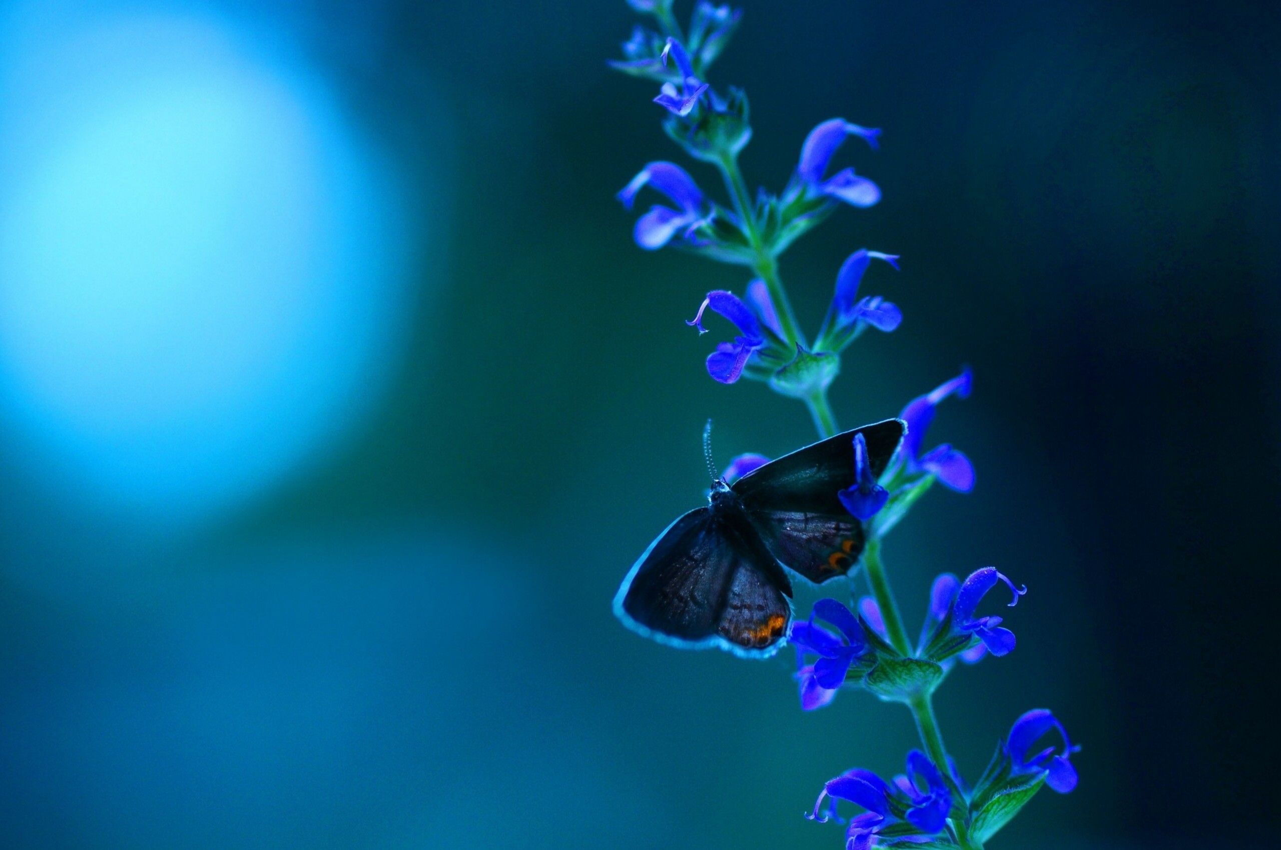 Butterfly Blue Flowers Chromebook Pixel HD 4k Wallpaper, Image, Background, Photo and Picture