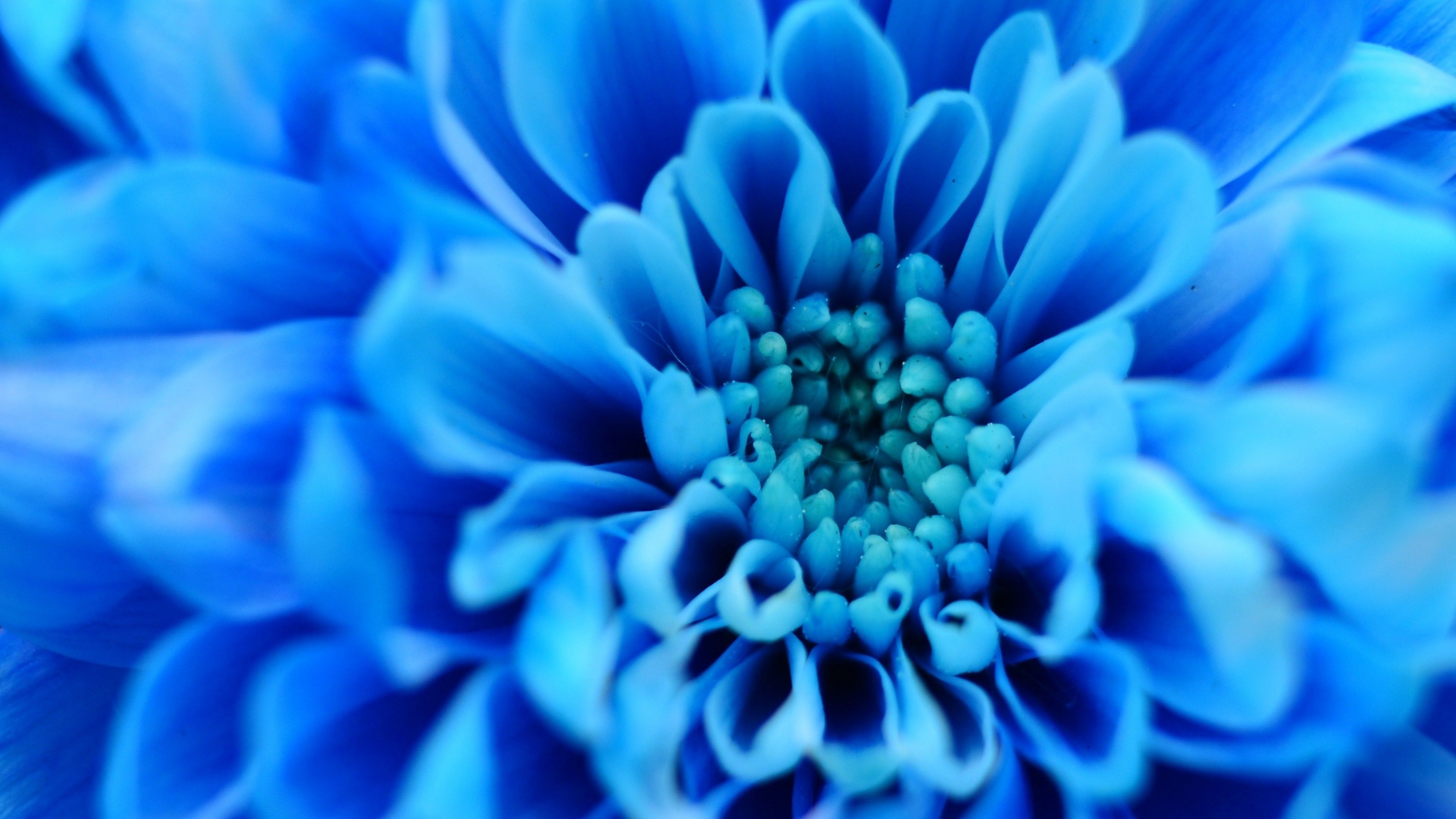 Blue flower petals HD Wallpaper 4K Ultra HD