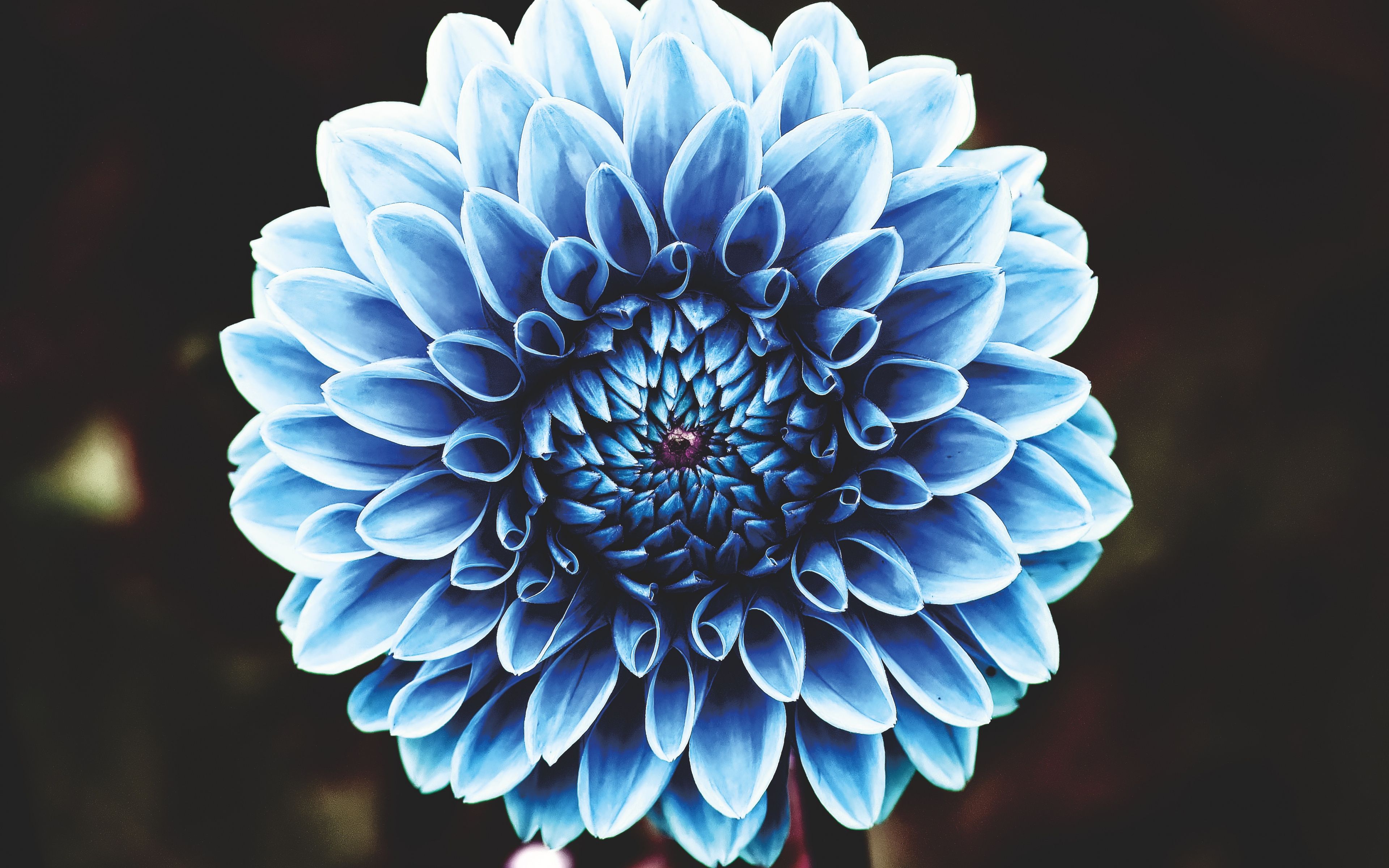 30+ Marvelous Blue Flower Wallpaper 4k Free Download