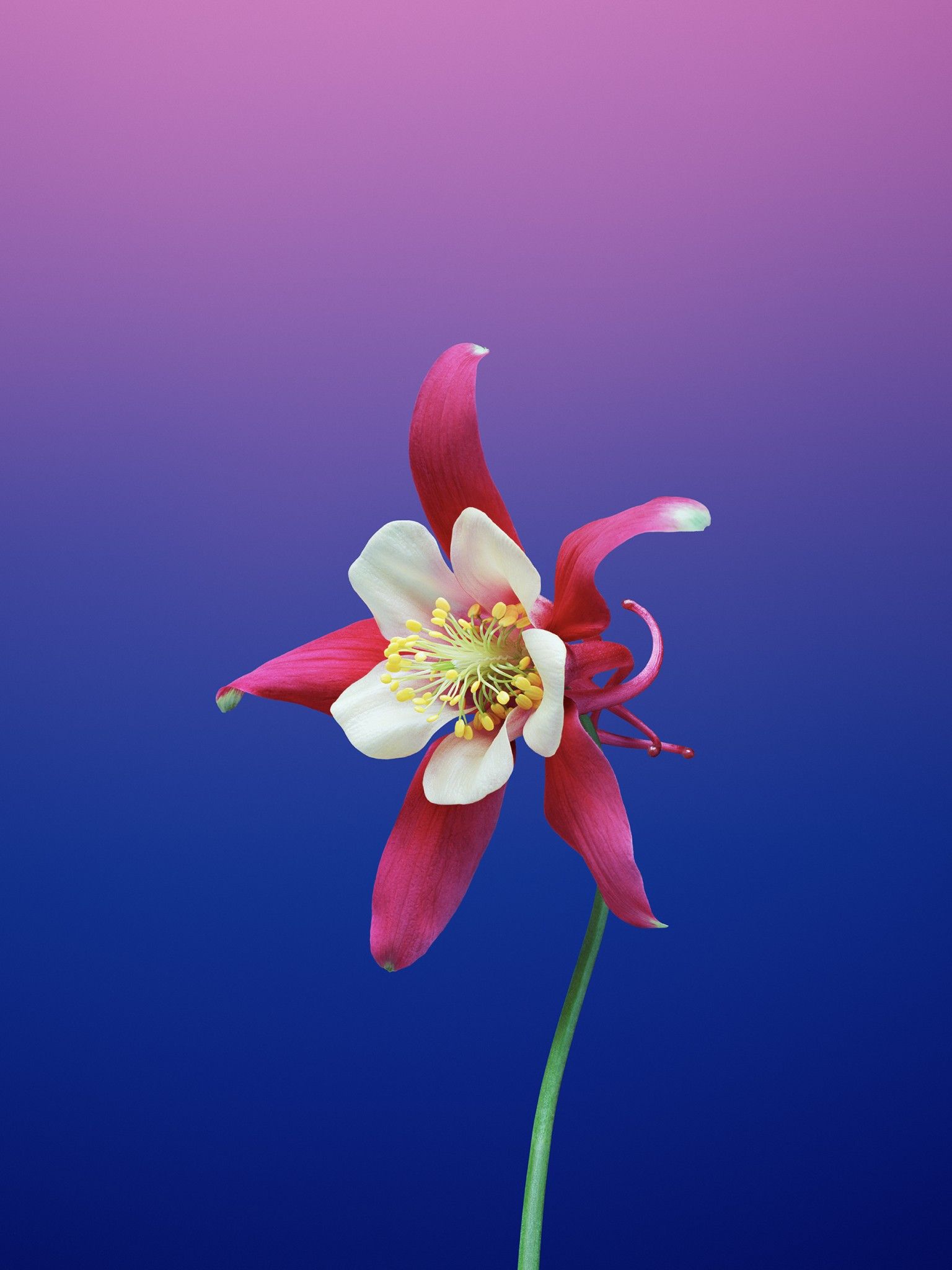 Aquilegia flower 4K Wallpaper, Gradient background, iOS Stock, HD, Flowers