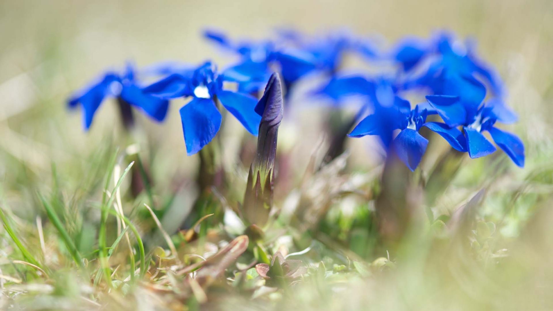 Deep Blue Flowers. HD Flowers Wallpaper for Mobile and Desktop