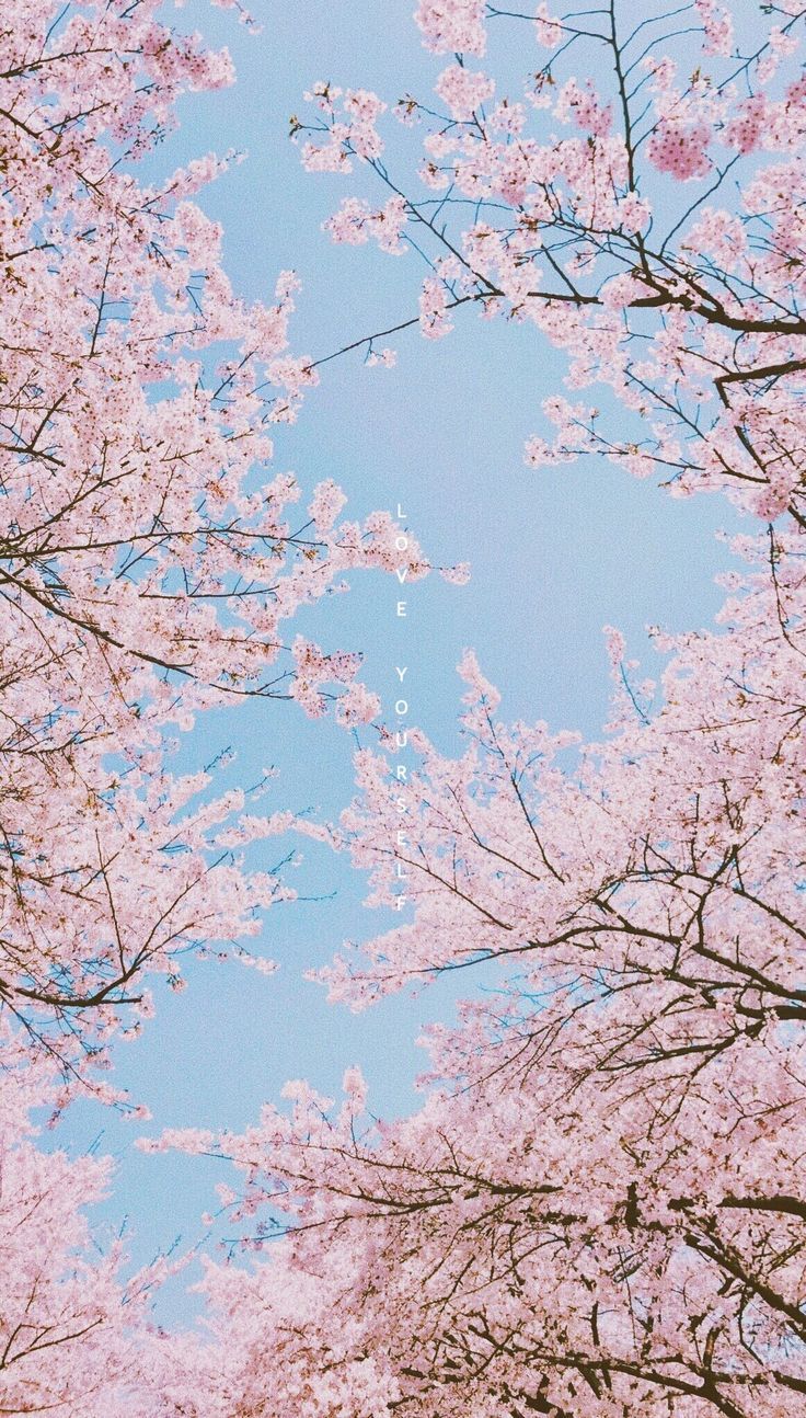 Cherry Blossom Aesthetic Phone Wallpapers - Wallpaper Cave