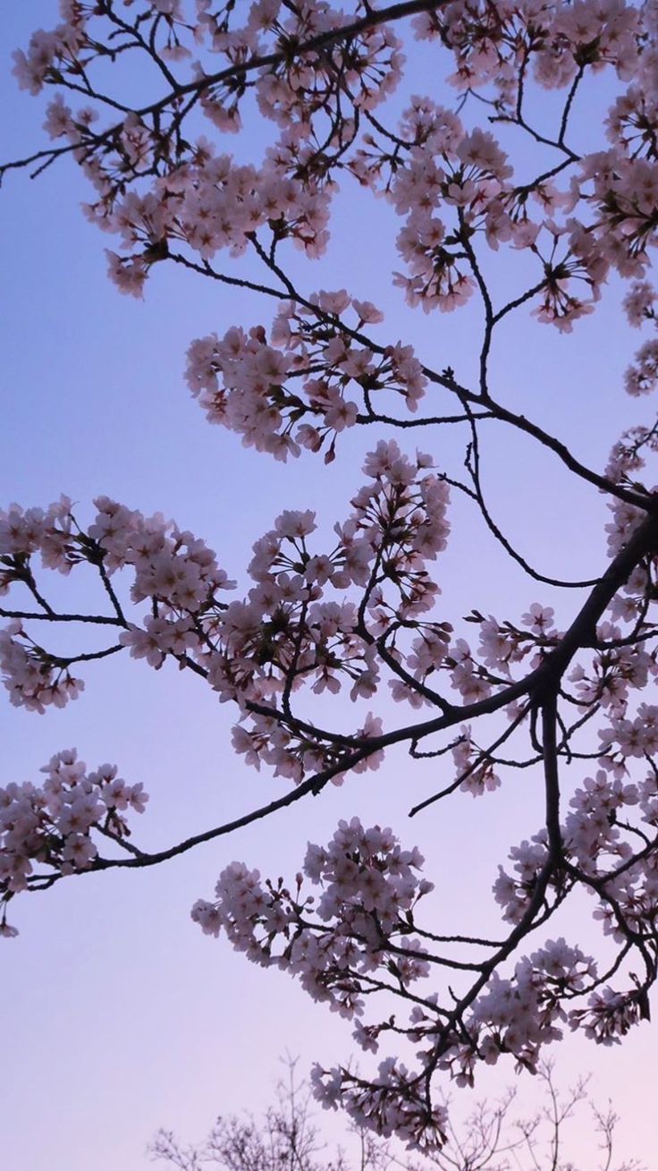 Cherry Blossom Aesthetic Wallpaper HD iPhone