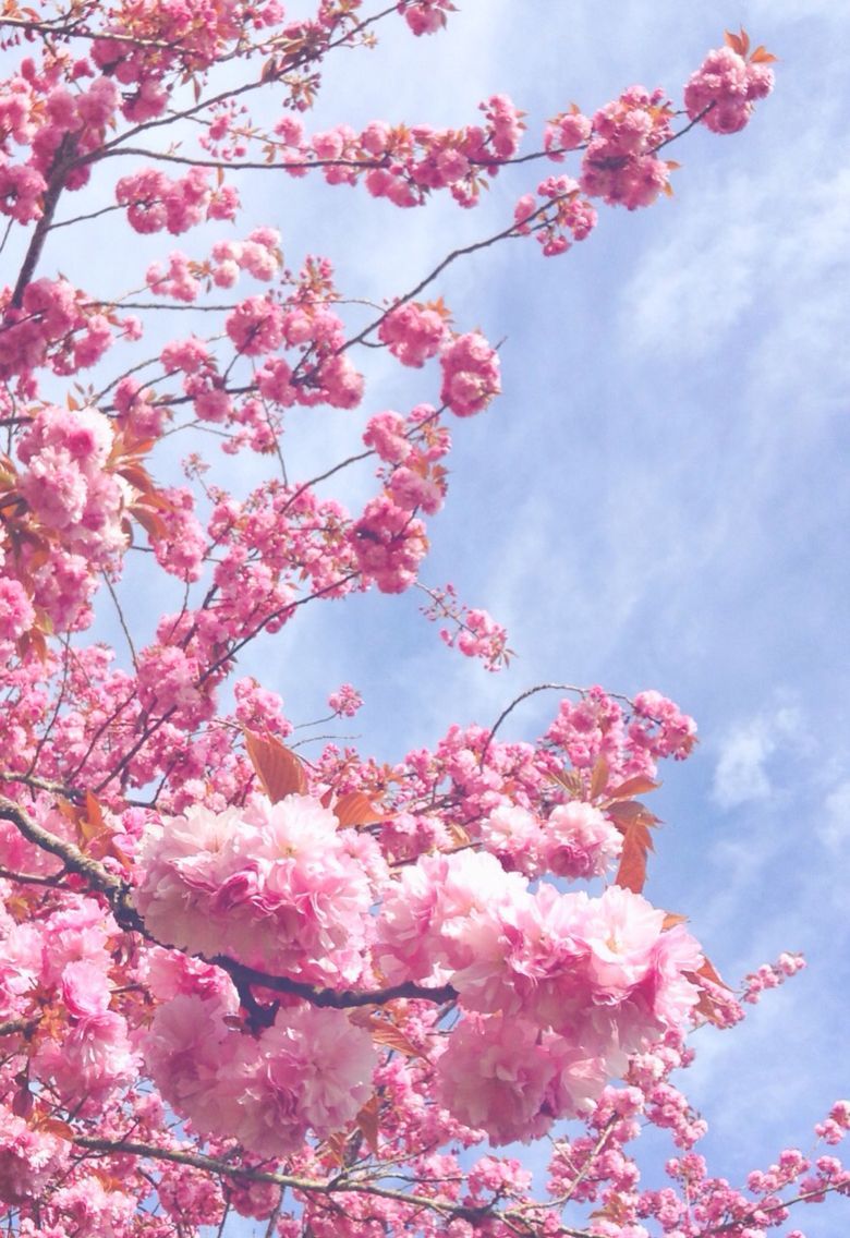 Cherry blossoms. Cherry blossom wallpaper, Flower phone wallpaper, Flower aesthetic