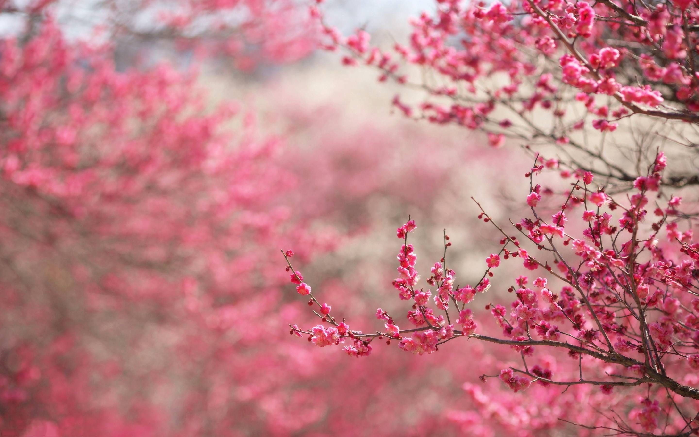 Cherry Blossoms Background
