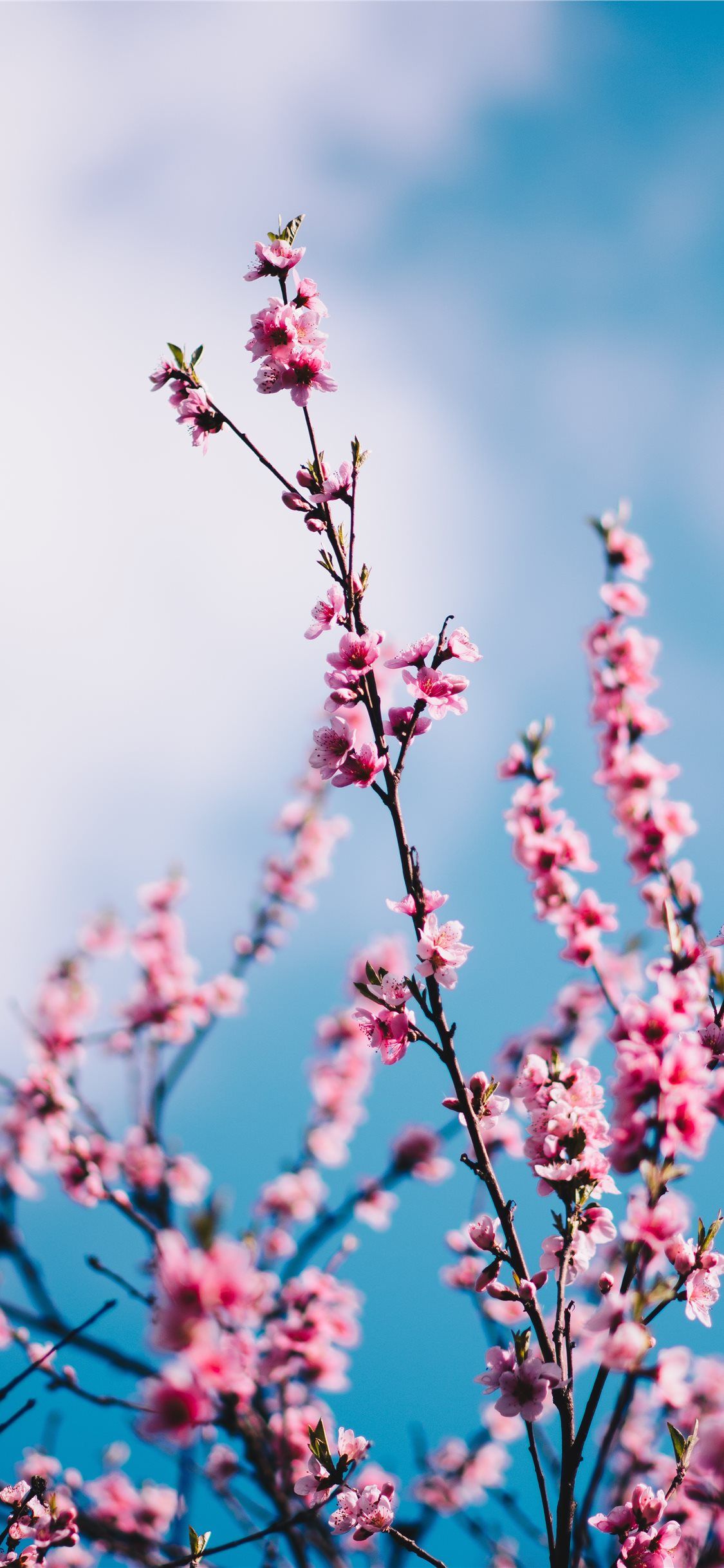 close up photograph of pink cherry blossoms iPhone X Wallpaper Free Download