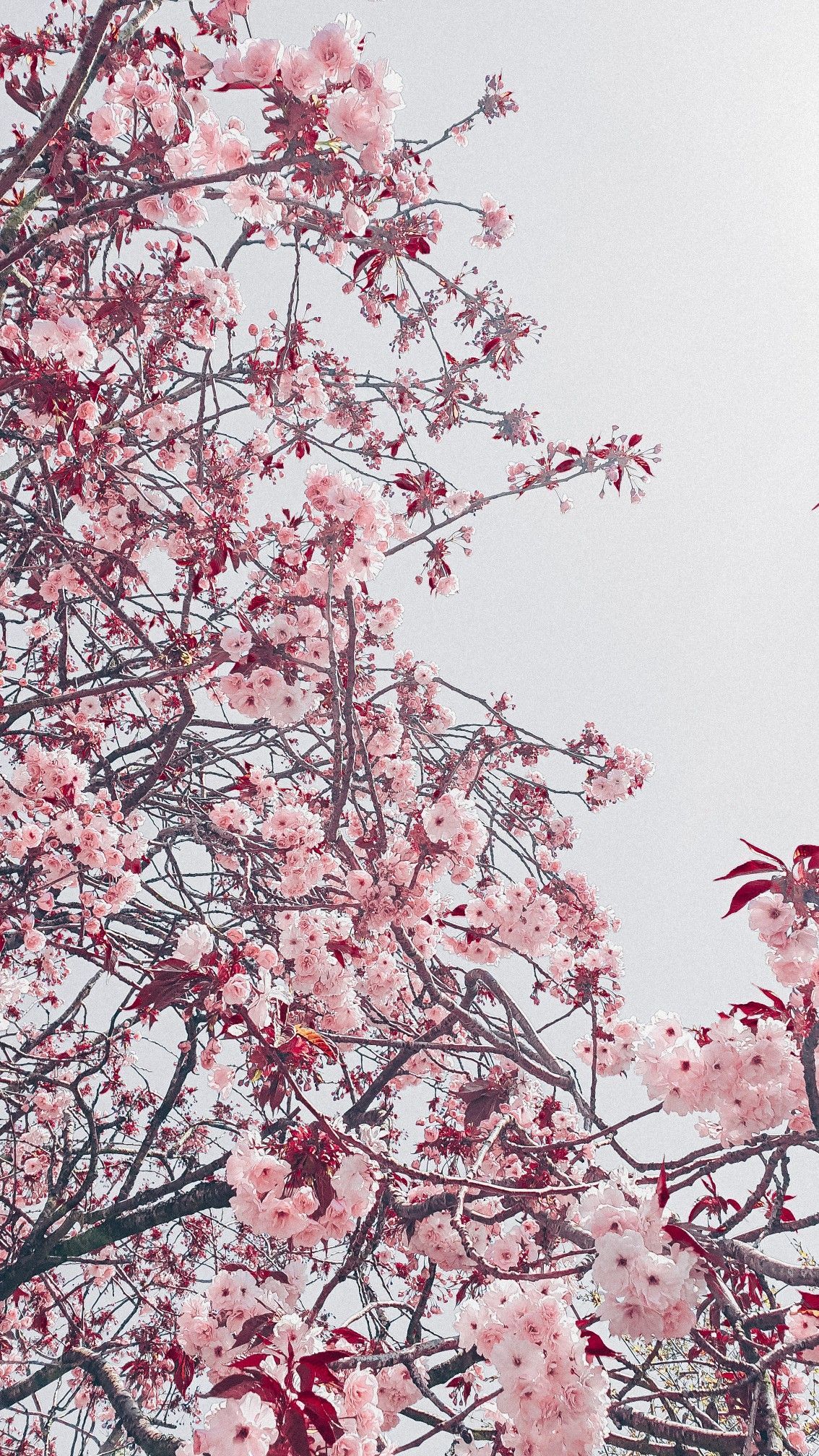 Cherry blossom aesthetic gray pink sakura. Cherry blossom wallpaper, Burgundy aesthetic, Red cherry blossom