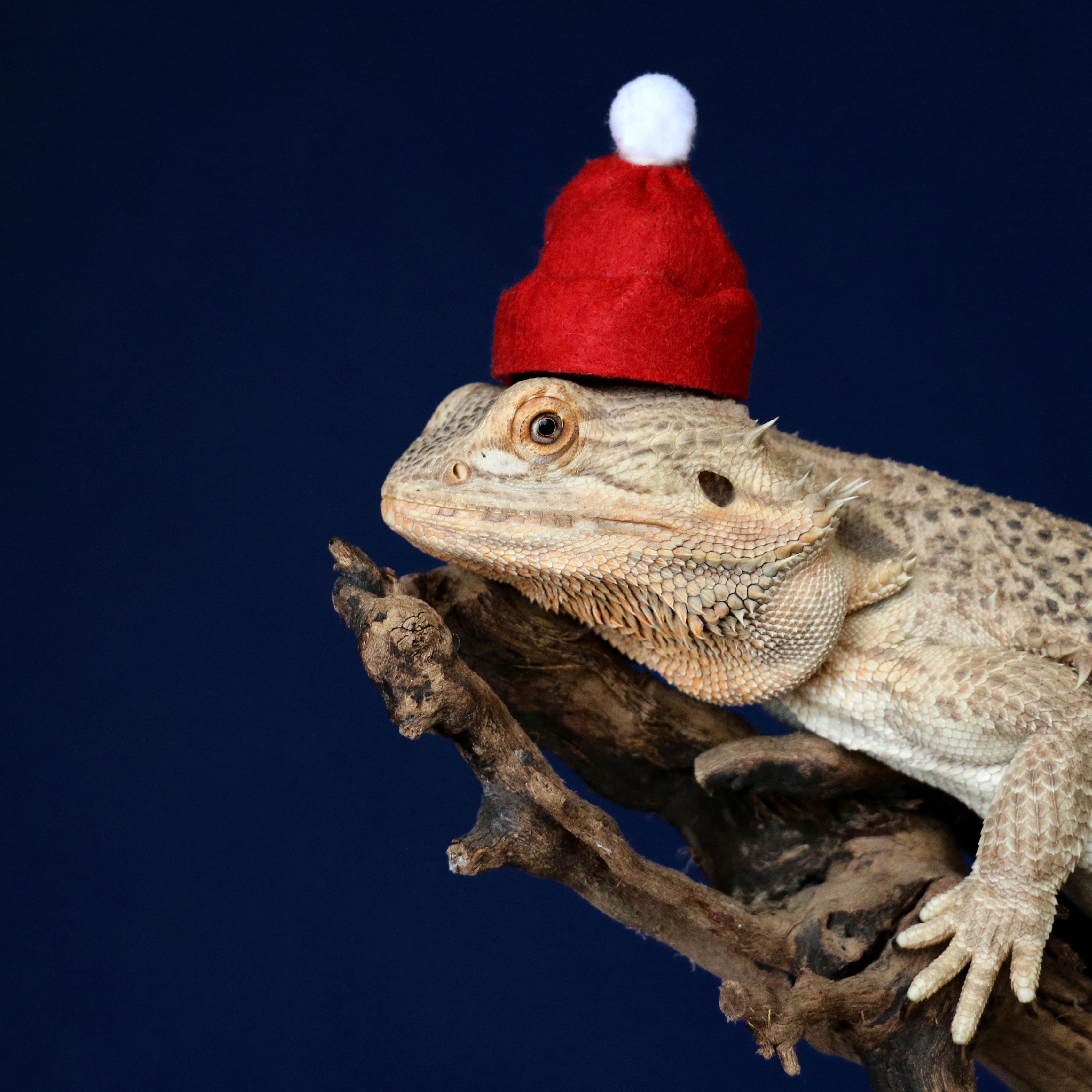 Download wallpaper 3415x3415 chameleon, lizard, hat, funny, reptile, new year, christmas ipad pro 12.9 retina for parallax HD background