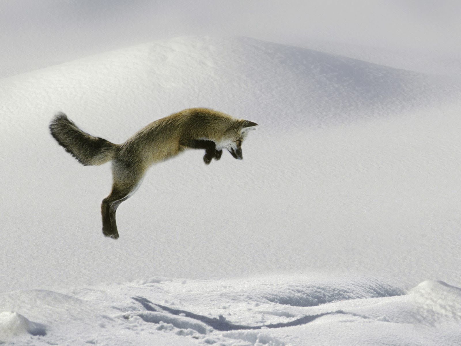 Quick Brown Fox Jumps Over The HD Wallpaper 1