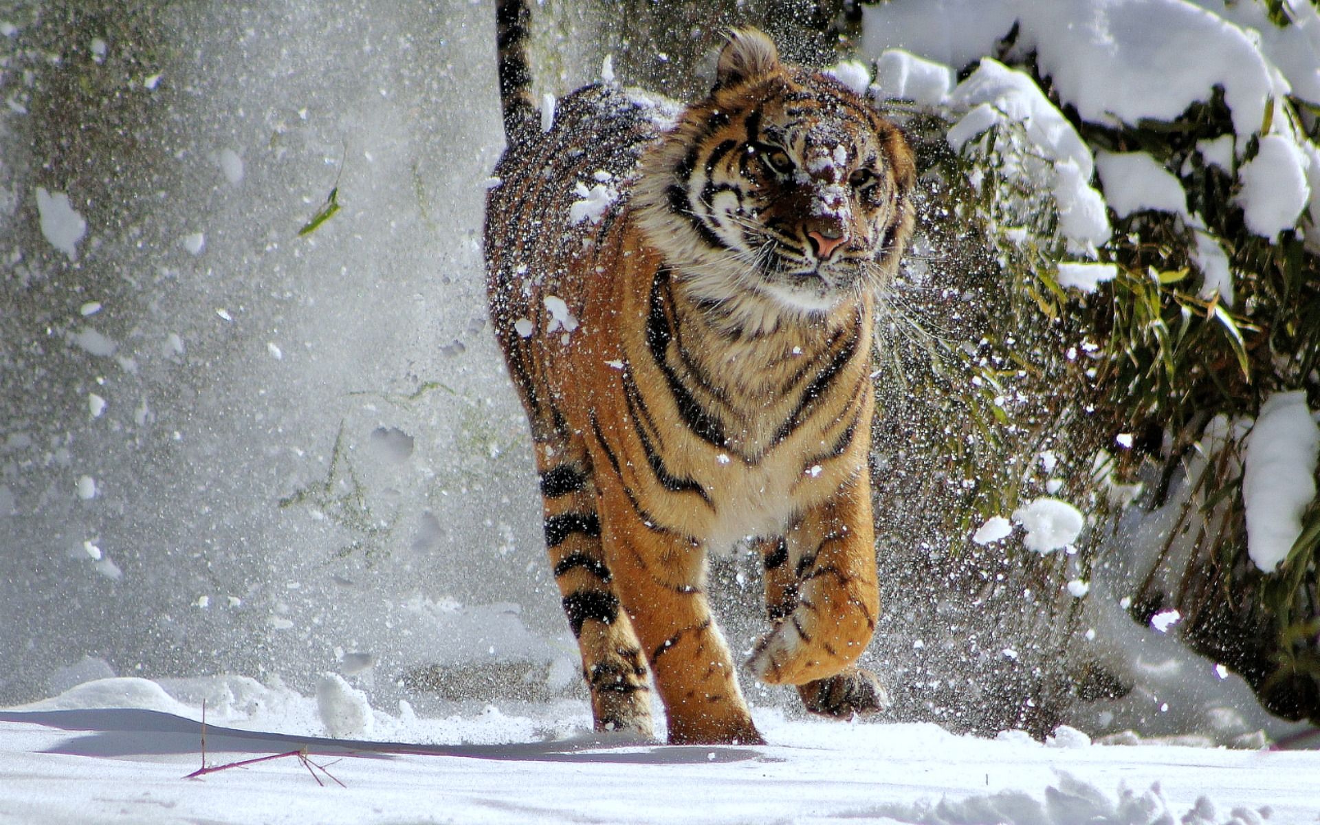 tiger, animals, snow wallpaper