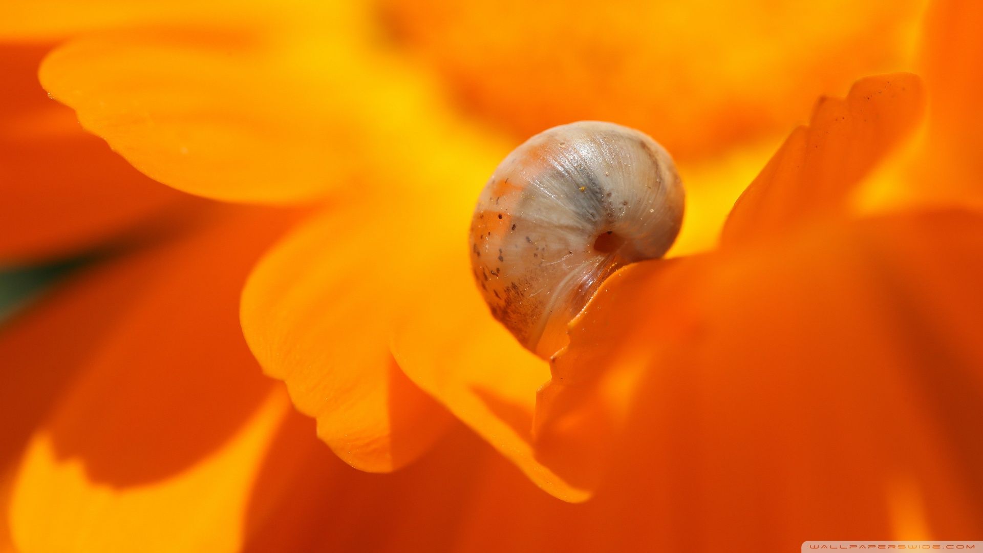Snail Macro Ultra HD Desktop Background Wallpaper for 4K UHD TV, Widescreen & UltraWide Desktop & Laptop, Tablet