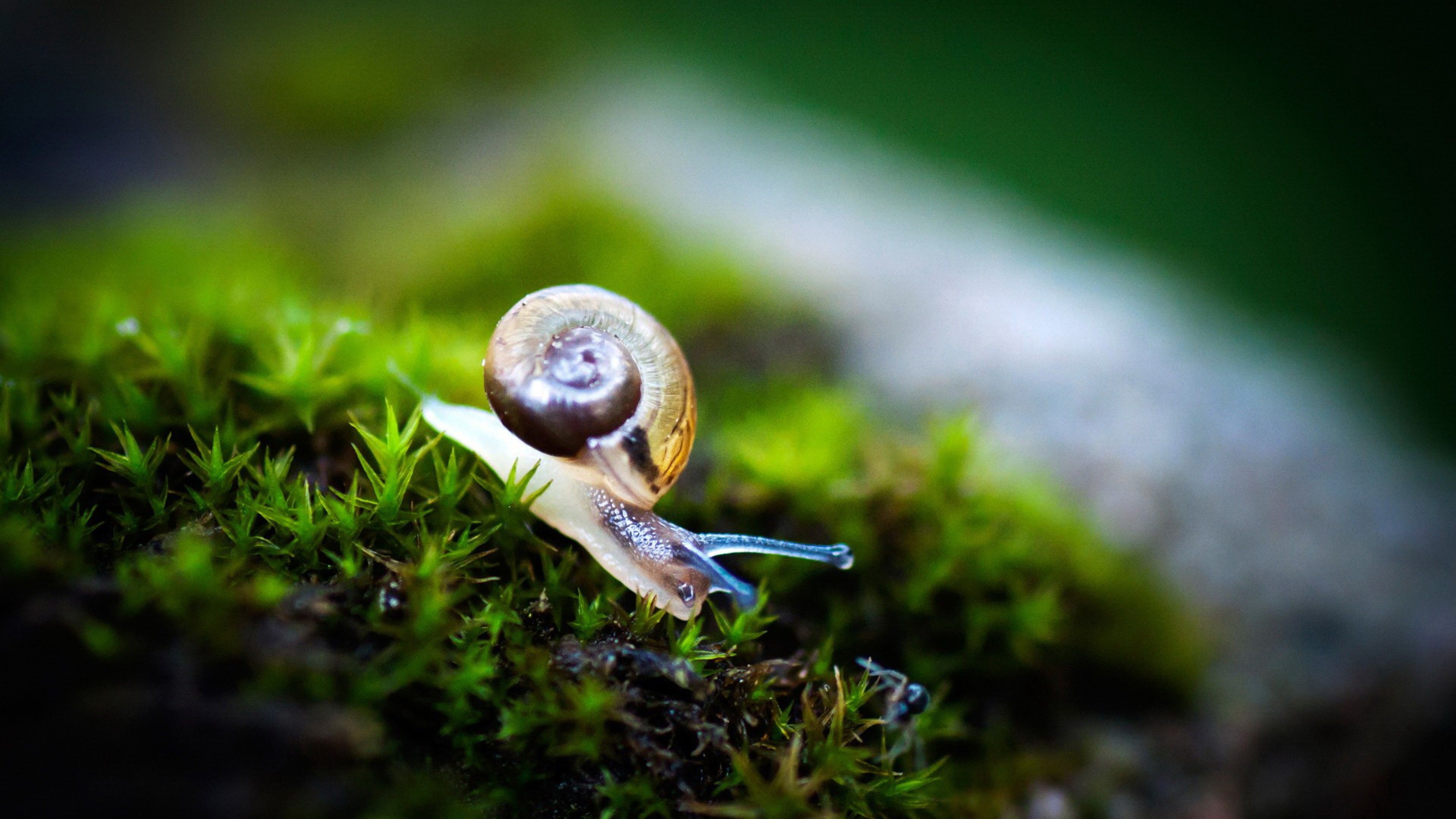 Snail Macro Ultra Hd Wallpapers Wallpaper Cave