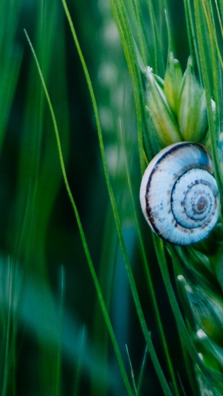 Macro image of snail HD Wallpaper iPhone 6 / 6S Wallpaper .net