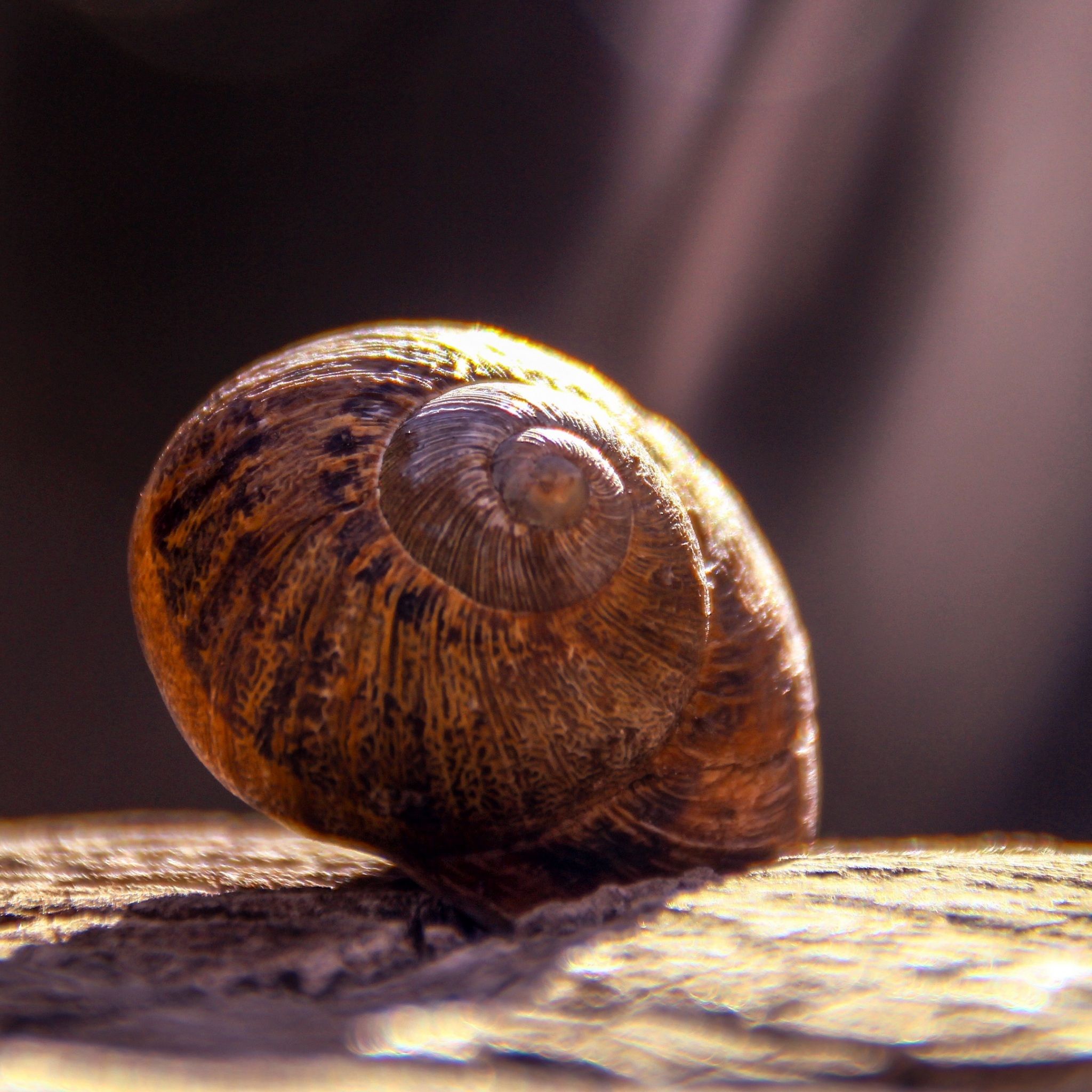 Wallpaper 4k Snail, Shell, Close Up 4k Close Up, Shell, Snail