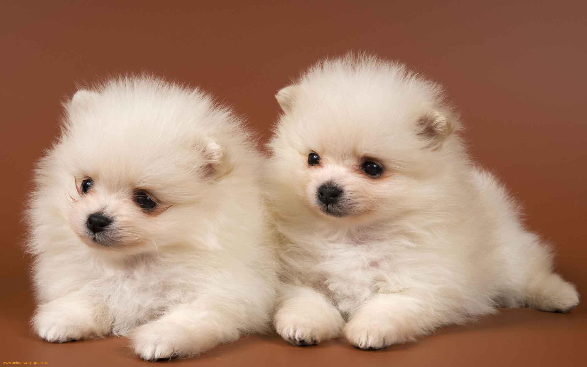 Free Cute Puppy Wallpaper