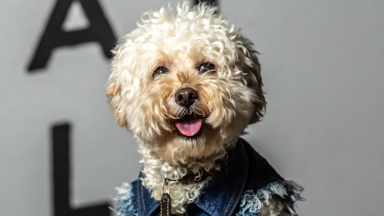 Instagram dog Coco the Peekapoo and other Insta famous pooches pose for photo shoot