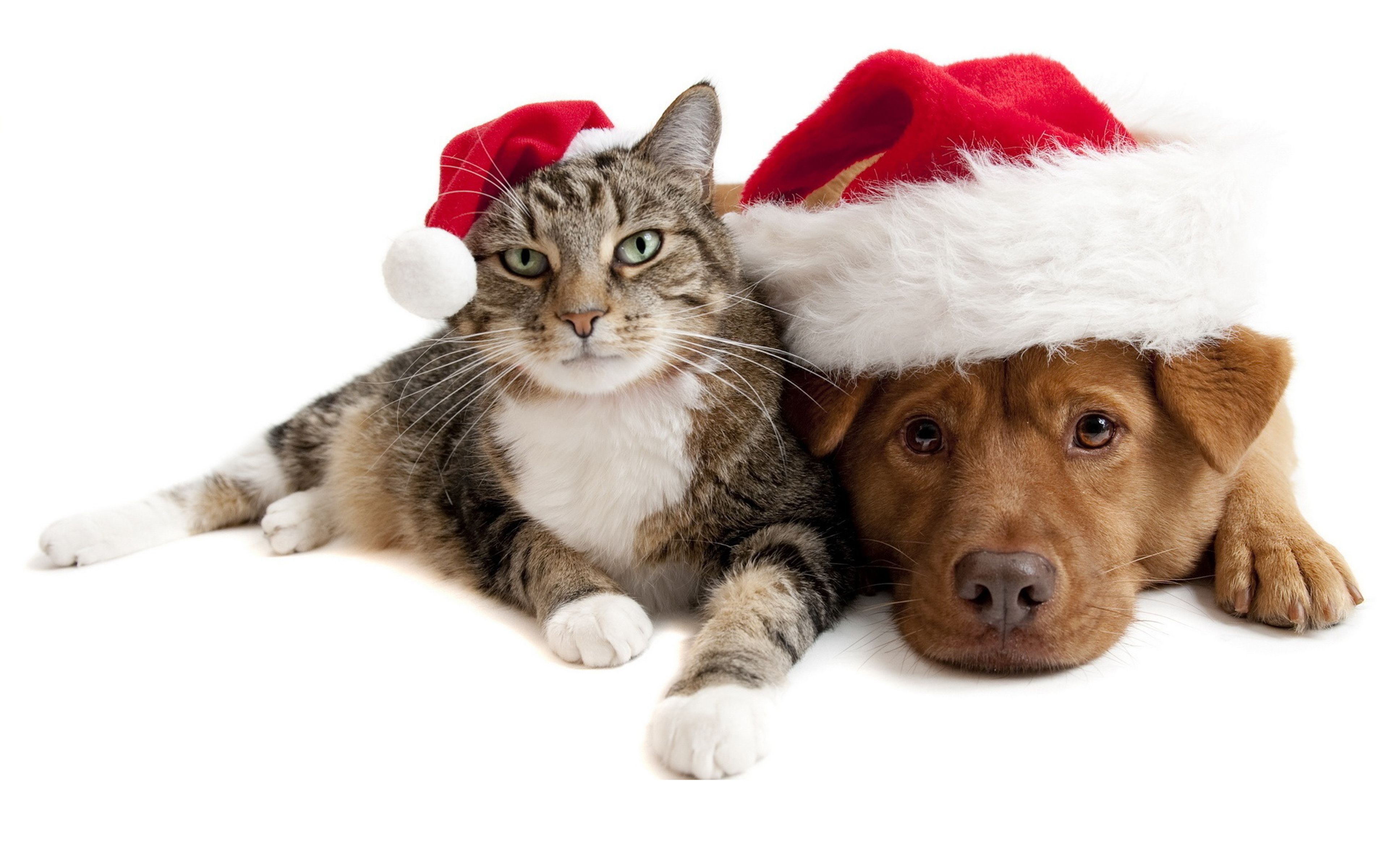 Christmas Cat And Dog HD Wallpaper