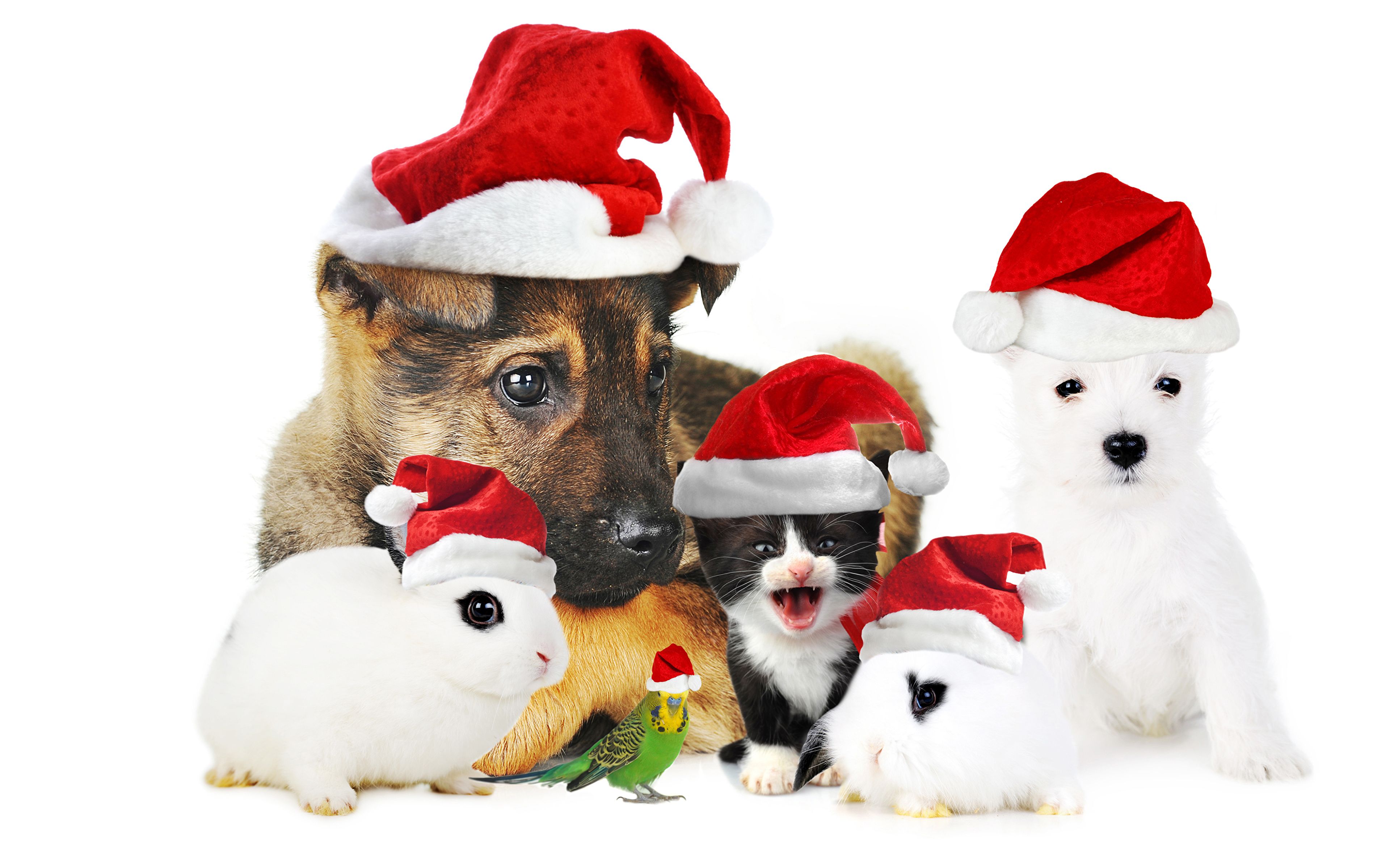 image puppies kitty cat Dogs Cats rabbit Parrots New year 3840x2400