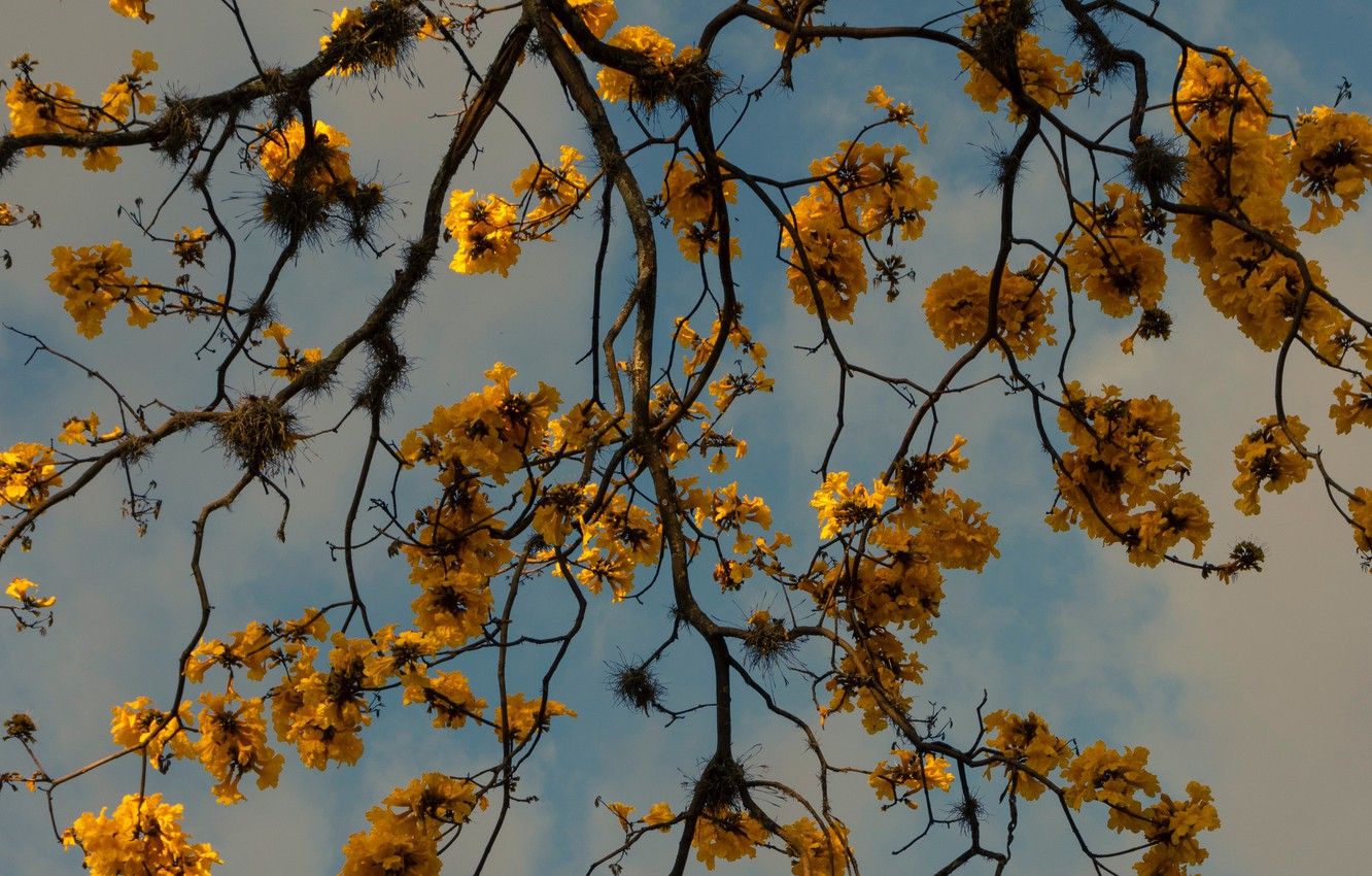 Wallpaper nature, yellow, flowers, glow, tree, sun, blur, blue sky, branches, gloomy, gray clouds, 4k ultra HD background image for desktop, section природа