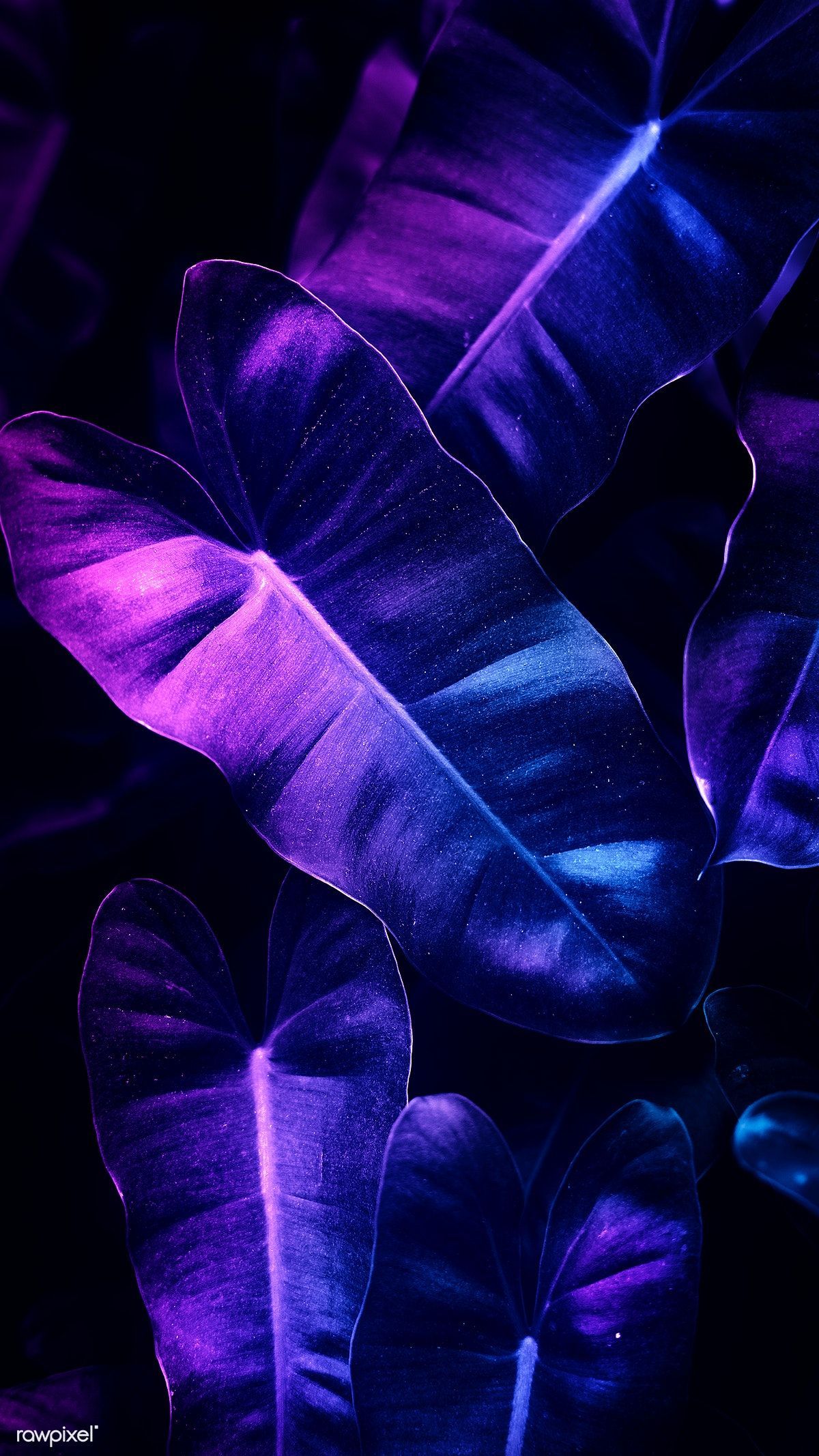 Download premium image of Anthurium leaves mobile screen wallpaper 1219967. Screen wallpaper, Flower phone wallpaper, Neon wallpaper