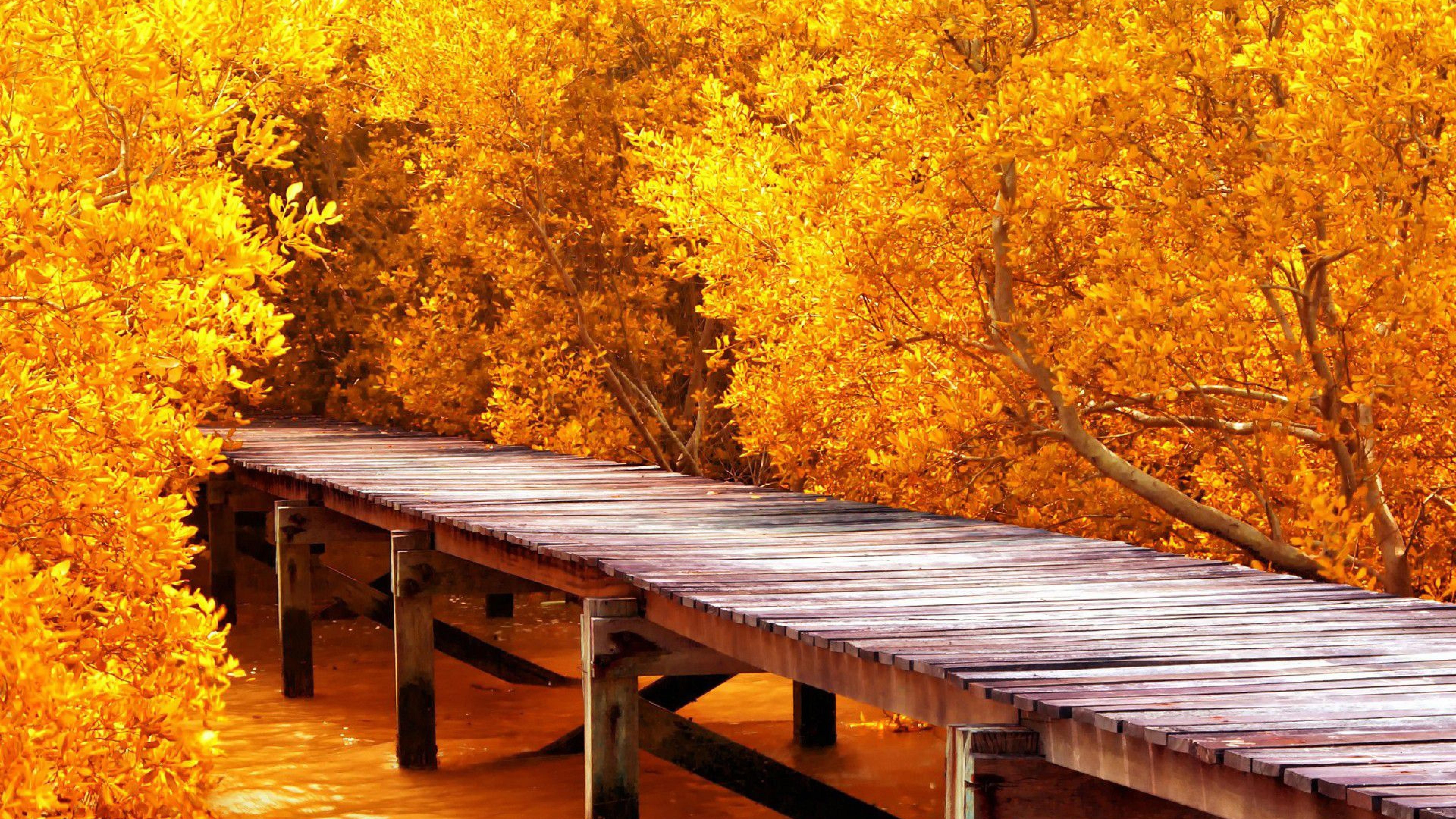 Ultra HD Wallpaper 8k 7680x4320 Nature Group (31 ), Download for free. Bridge wallpaper, Autumn trees, Yellow tree