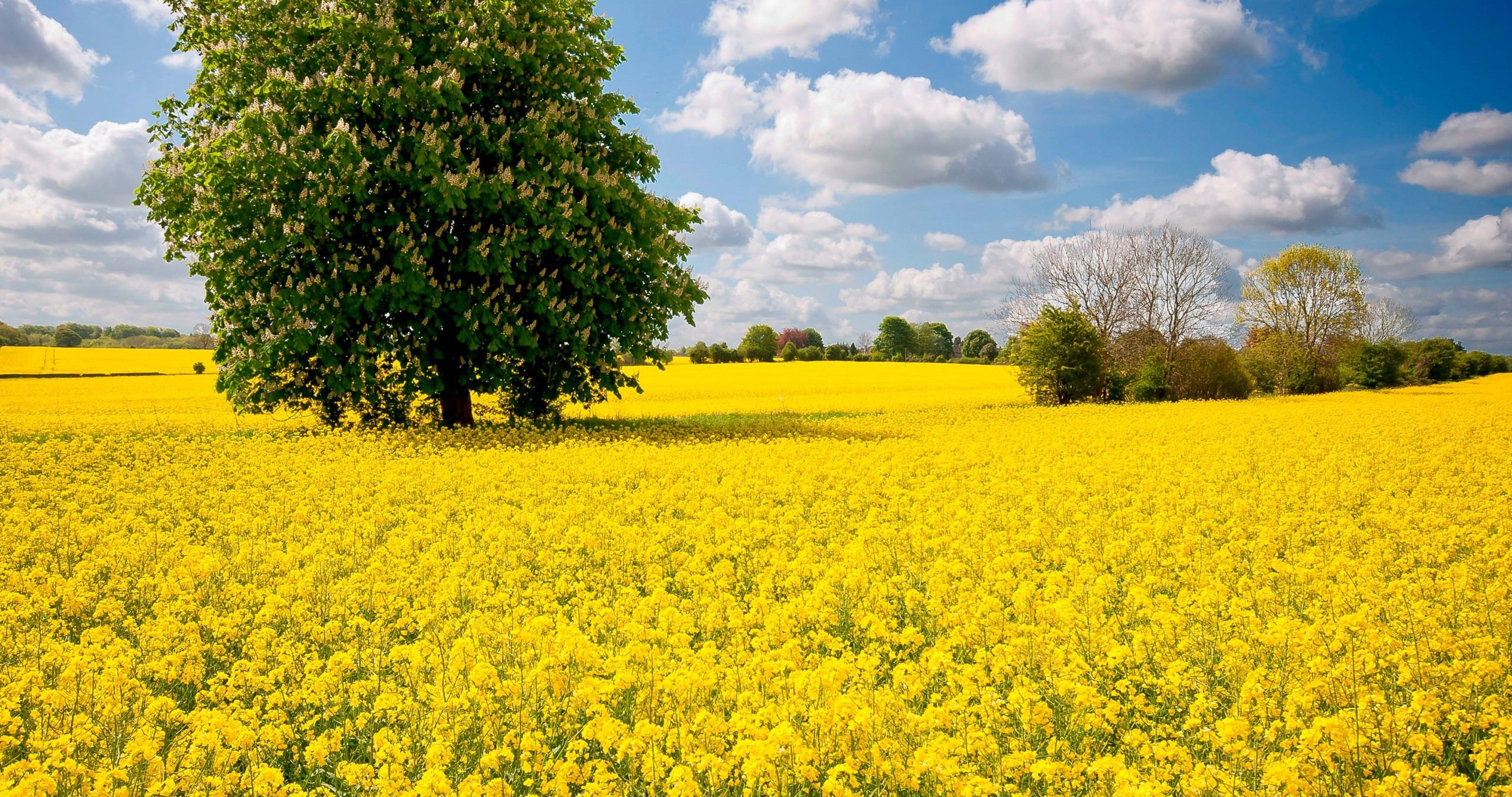 Yellow Tree Ultra HD Wallpapers - Wallpaper Cave