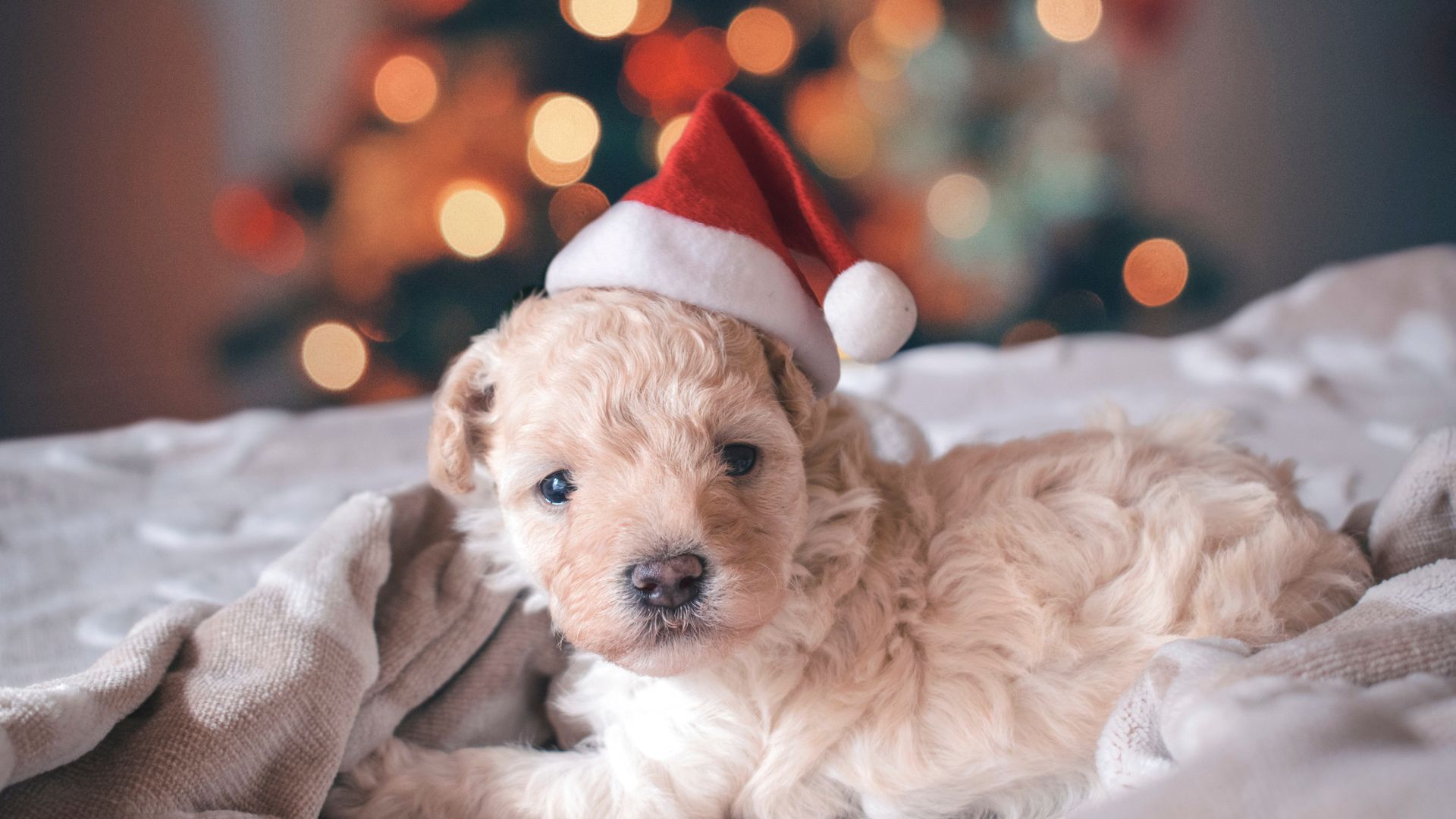 Cute Puppy with Christmas Hat Wallpaper