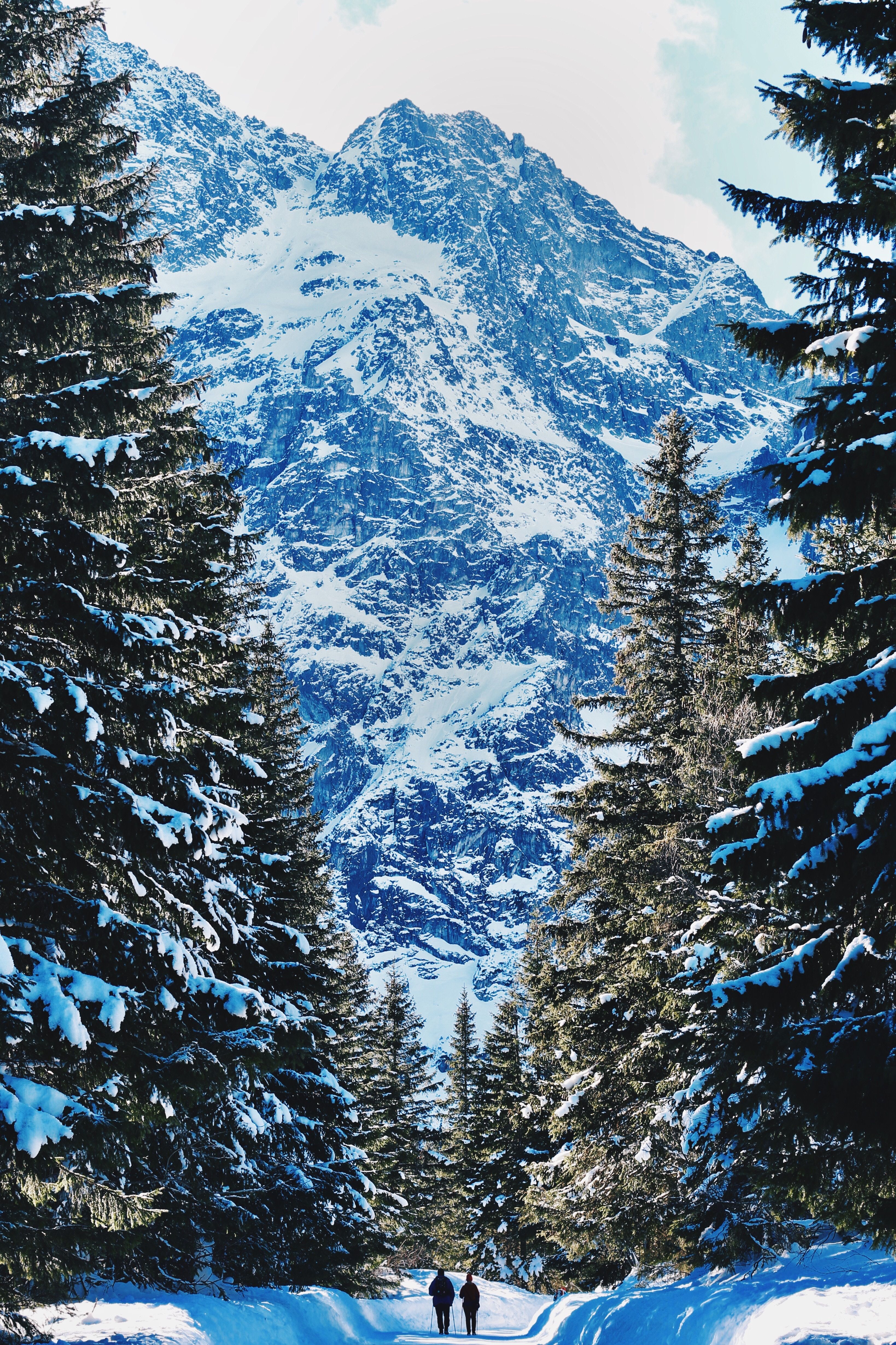 Download wallpaper 3277x4917 people, winter, mountains, forest, snow HD background
