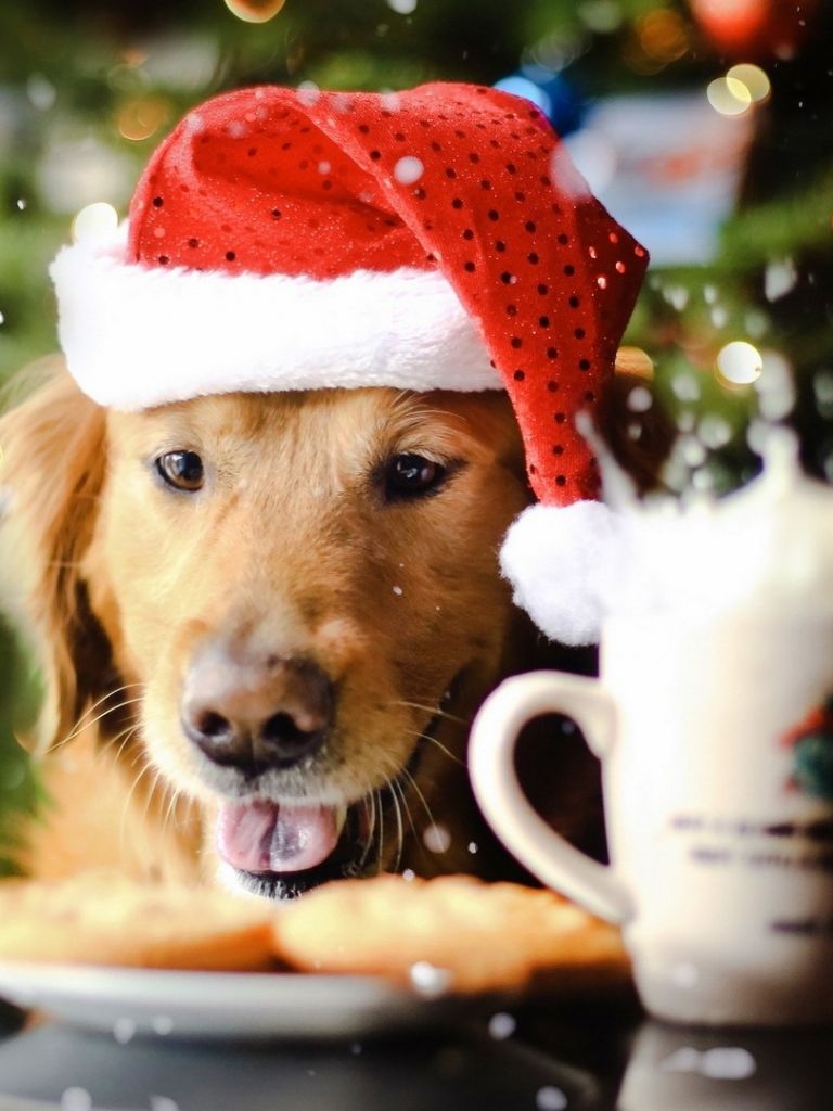 Free download Download Cute puppy spreading the christmas spirit wallpaper [1920x1080] for your Desktop, Mobile & Tablet. Explore Christmas Puppies Wallpaper. Christmas Puppy Wallpaper, Cute Dog Wallpaper, Dog Wallpaper for Desktop