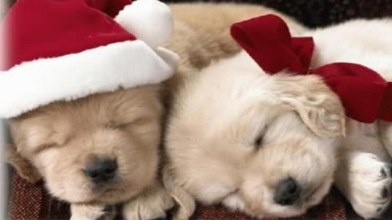 Cute Puppy Christmas Background