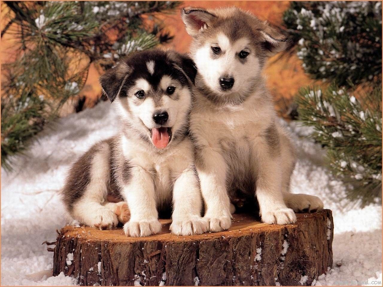 Huskies Husky Puppies Wallpaper & Background Download