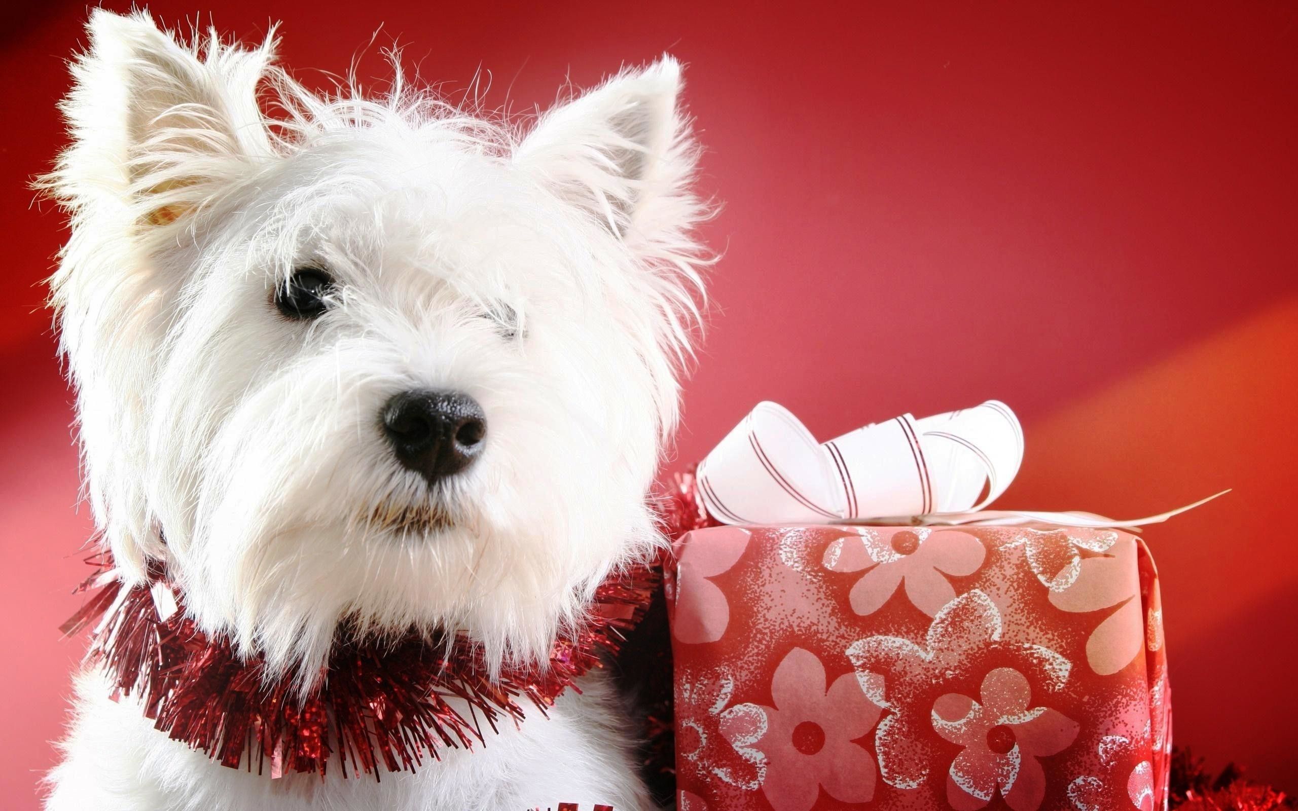 2560x Image For Cute Christmas Puppies Wallpaper Christmas Westie