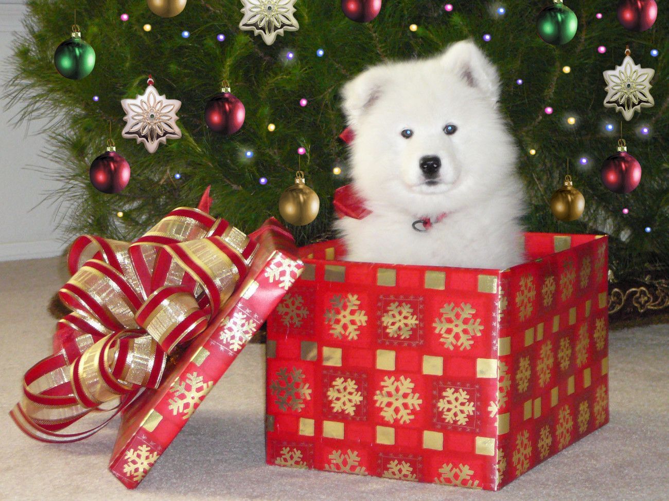 Christmas Samoyed Puppy Wallpaper. Samoyed puppy, Samoyed dogs, Cute animals