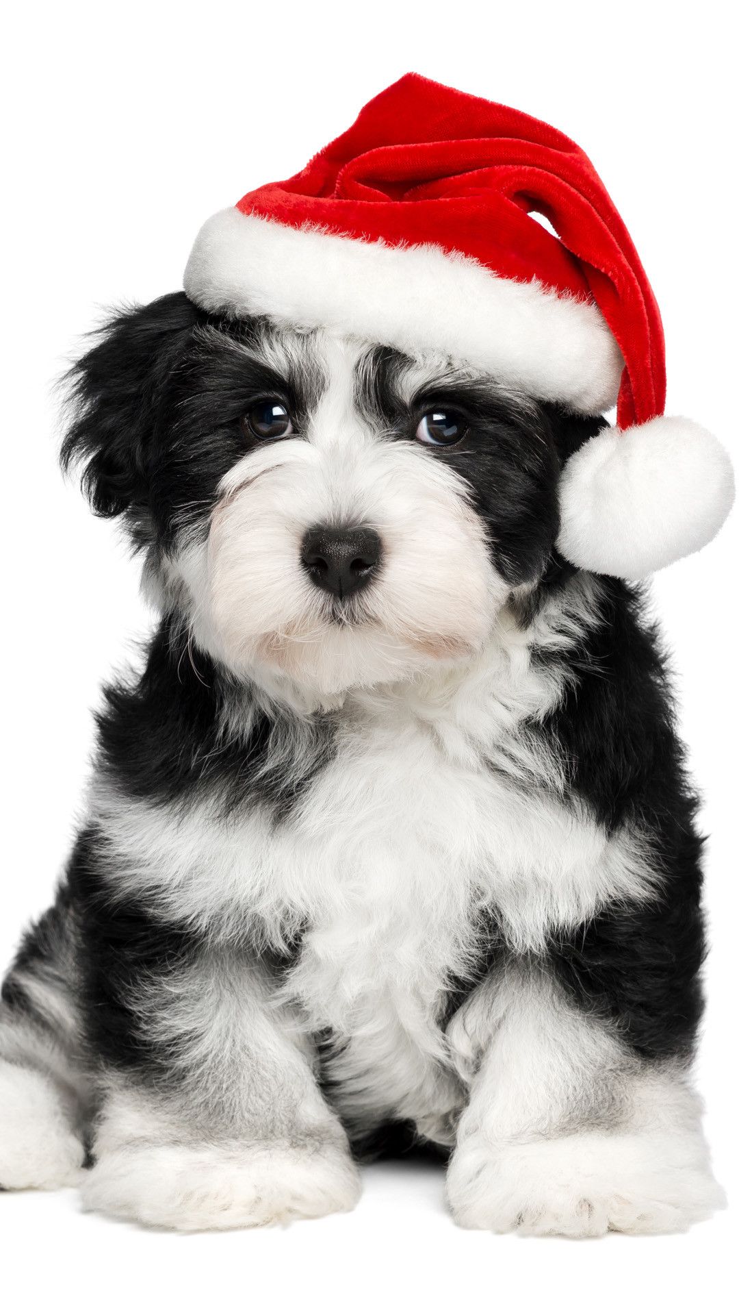 Warm Christmas Dog IPhone 8 Wallpaper Data Src Puppy With Santa Hat HD Wallpaper