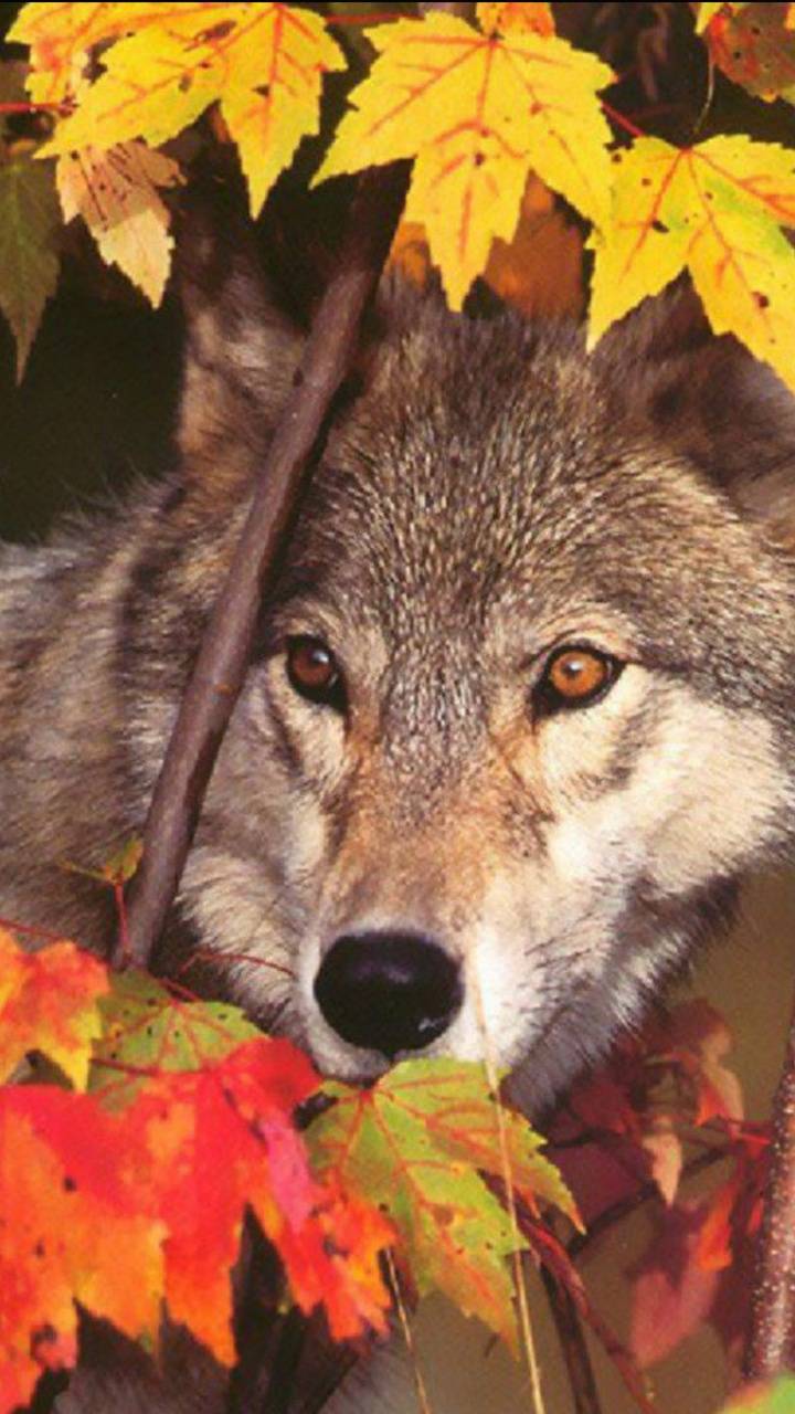 Autumn Wolf Wallpaper Free Autumn Wolf Background