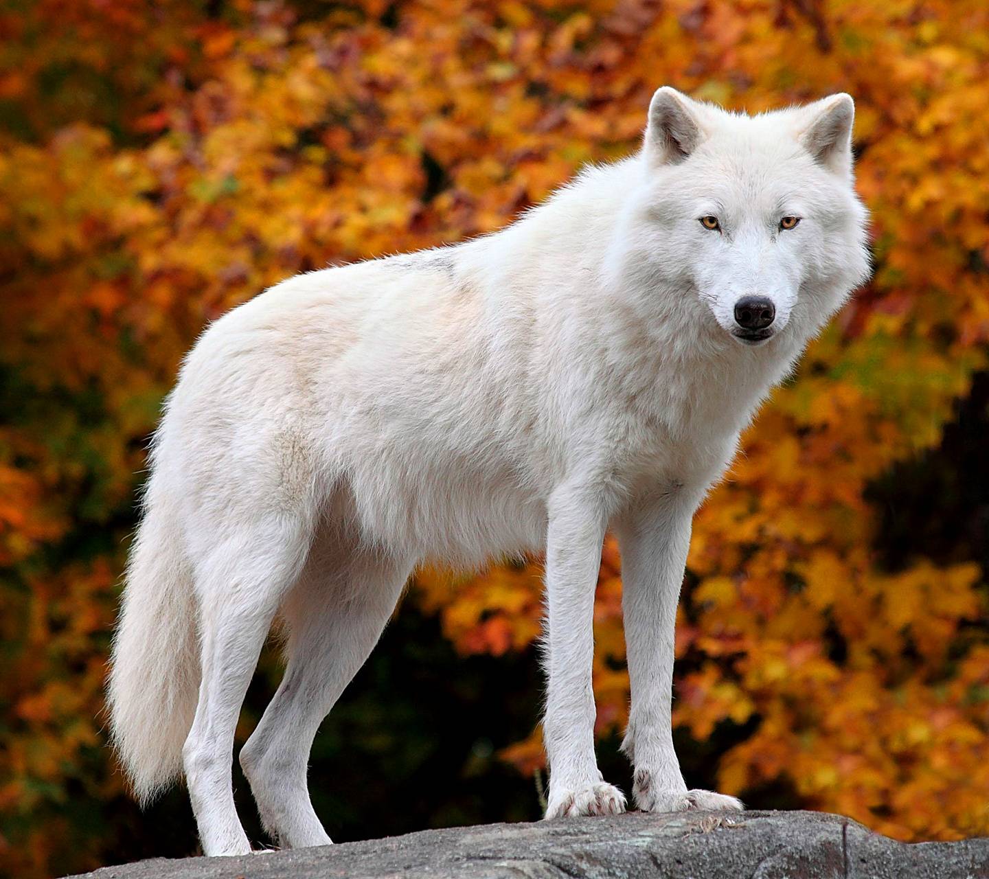 White wolf wallpaper