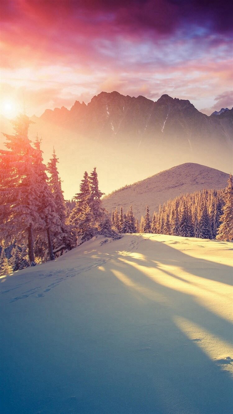 Sun Shining Through Winter Pine Trees iPhone 8 Wallpaper Free Download