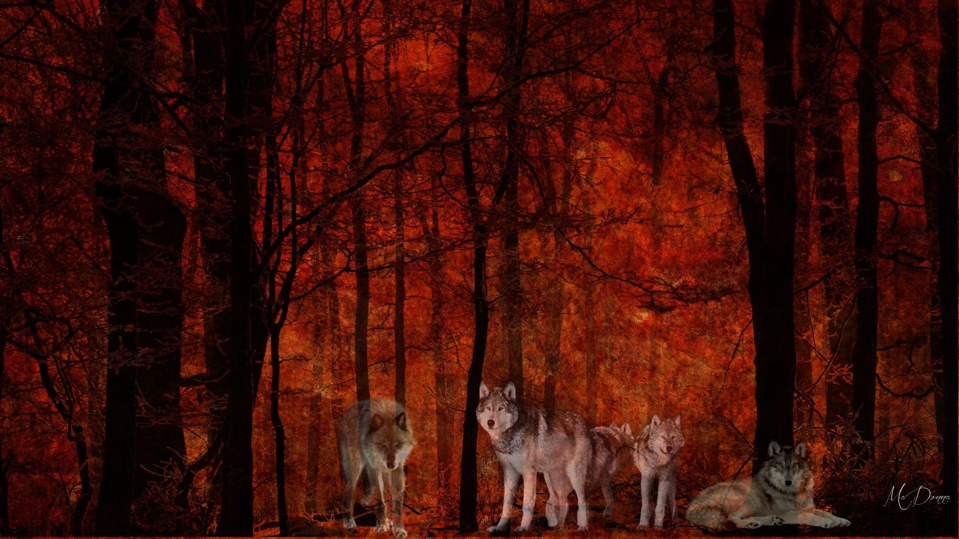 Autumn Wolf Wallpaper. Beautiful Wolf Wallpaper, Awesome Wolf Wallpaper and Pretty Wolf Wallpaper