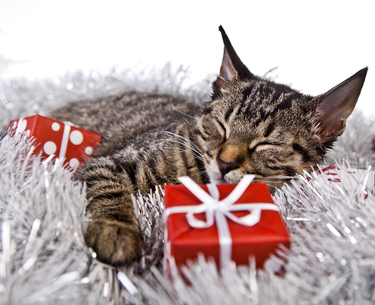 Desktop Wallpaper cat New year Sleep present animal