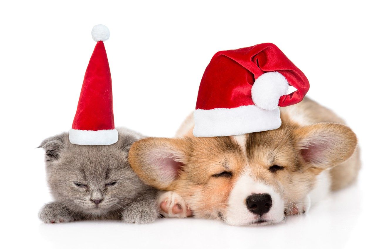 Wallpaper kitty, hat, Christmas, puppy, New year, kitty, cat, dog, cap, sleep, 2018, New Year, sleep image for desktop, section новый год