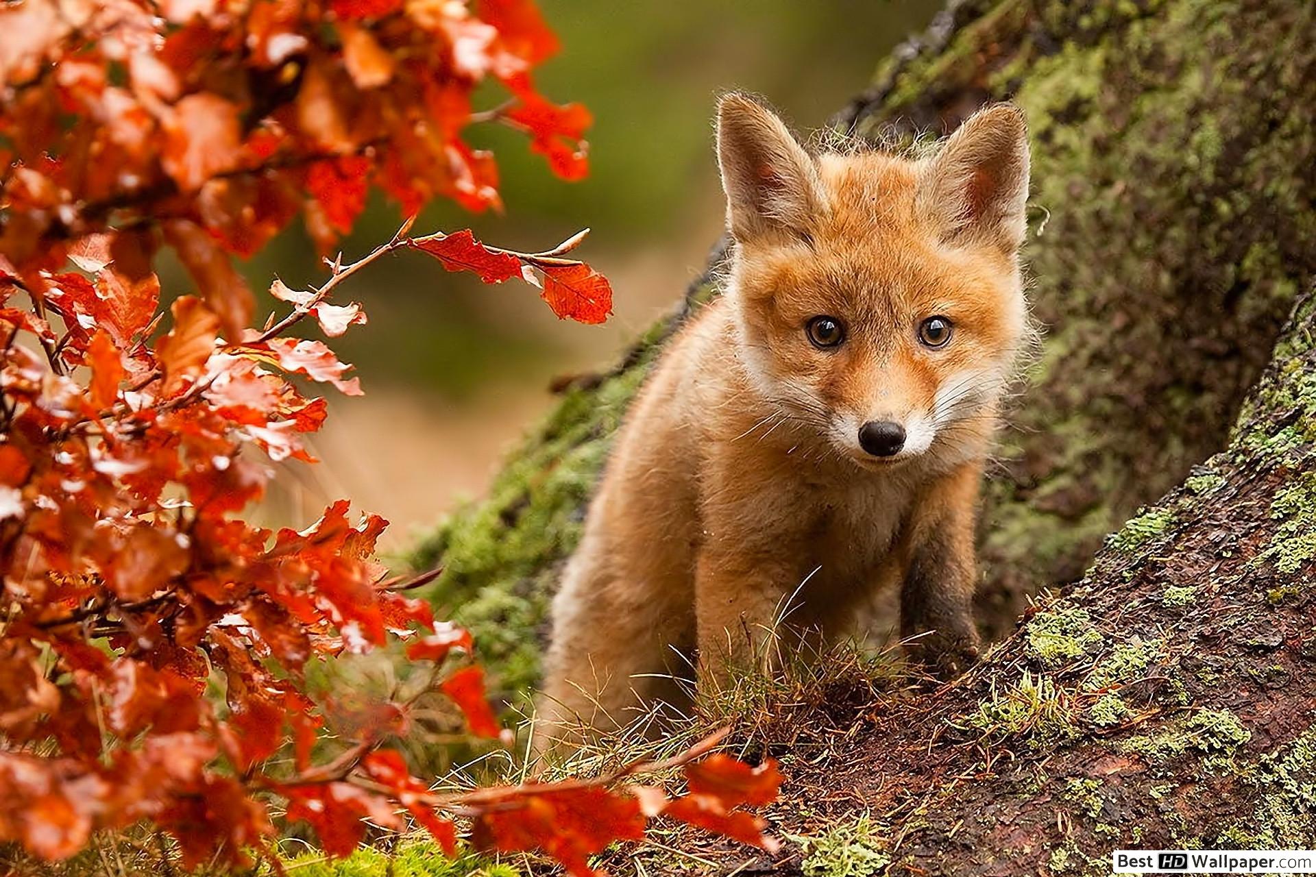 Fox Cub in Autumn HD wallpaper download