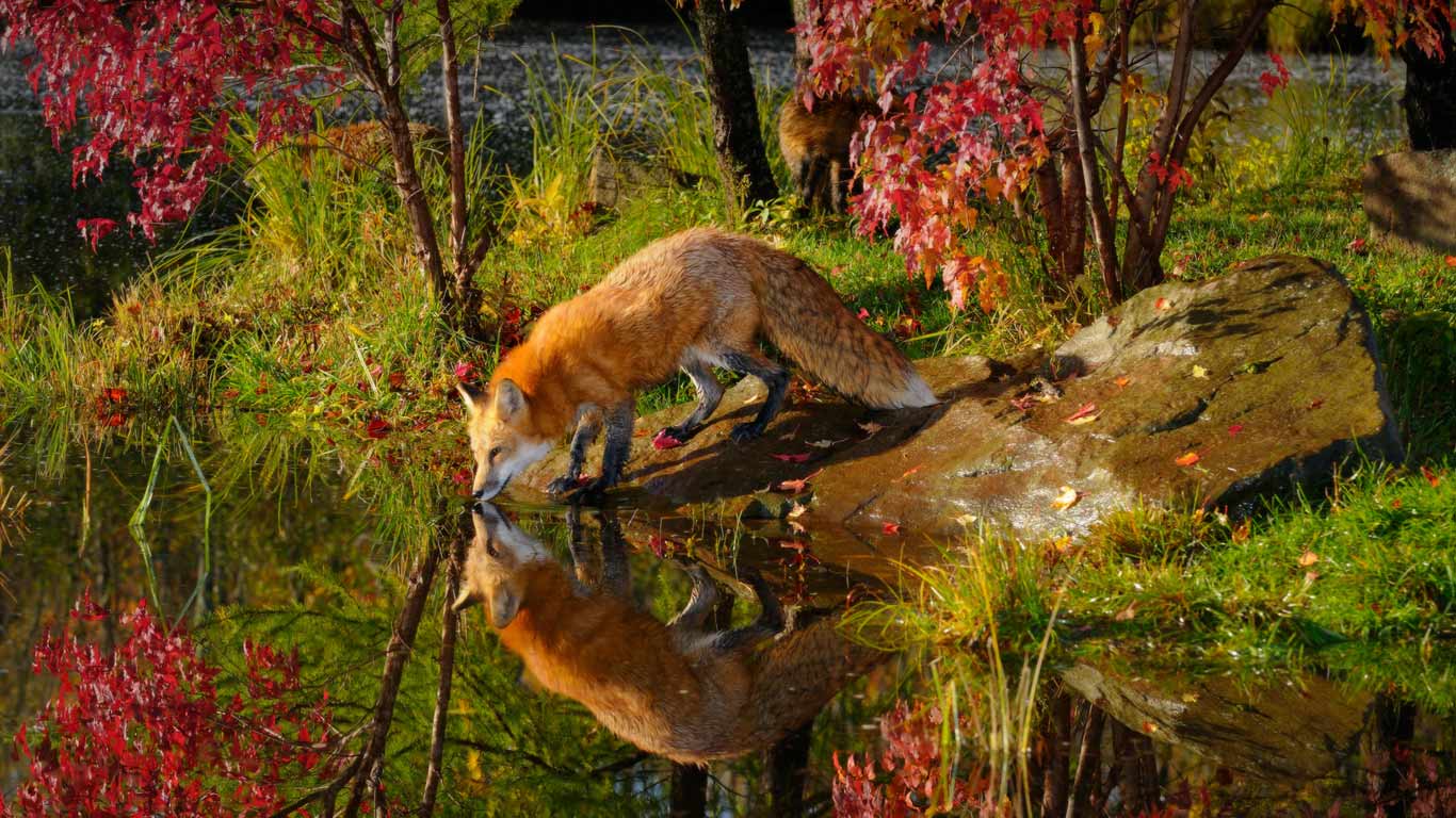 Red fox drinking water and reflection by river near maple tree in autumn morning