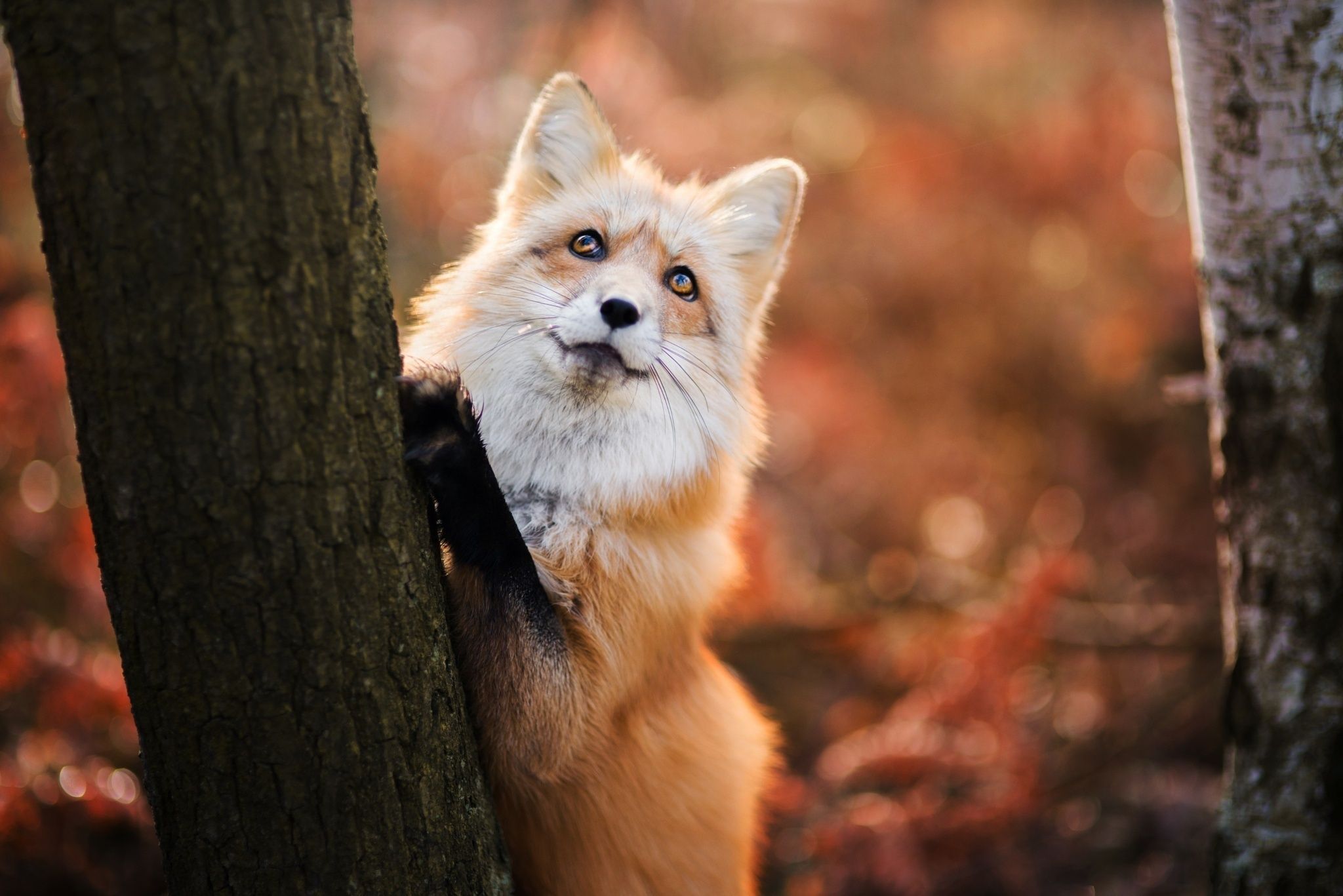 Download Wallpaper autumn tree fox, 2048x1367
