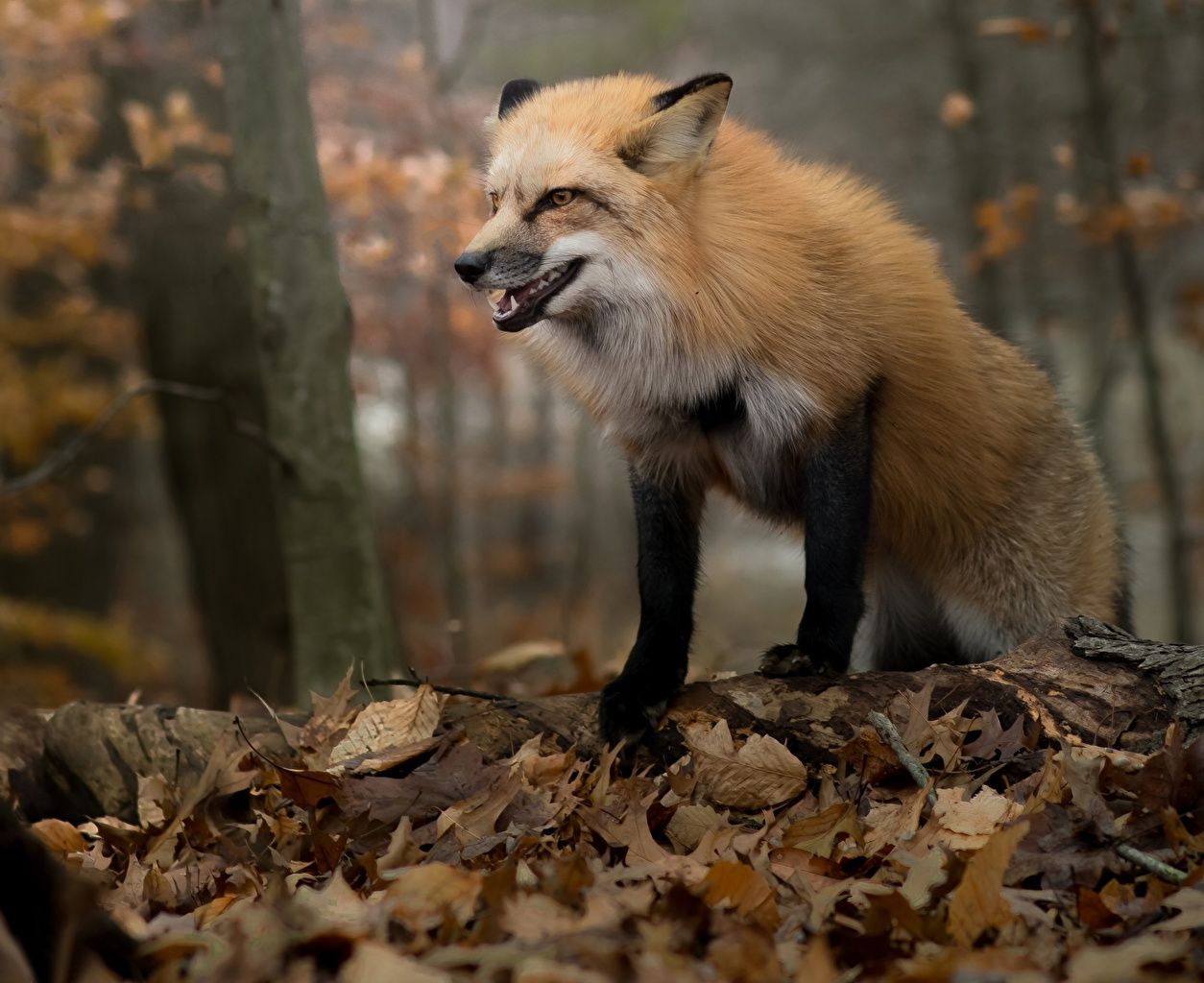 Image Foxes Foliage Autumn Animals