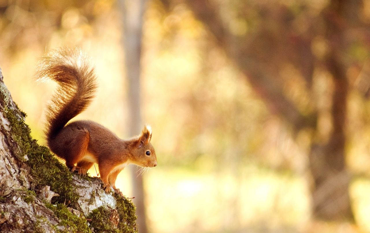 Squirrel in the Autumn wallpaper. Squirrel in the Autumn