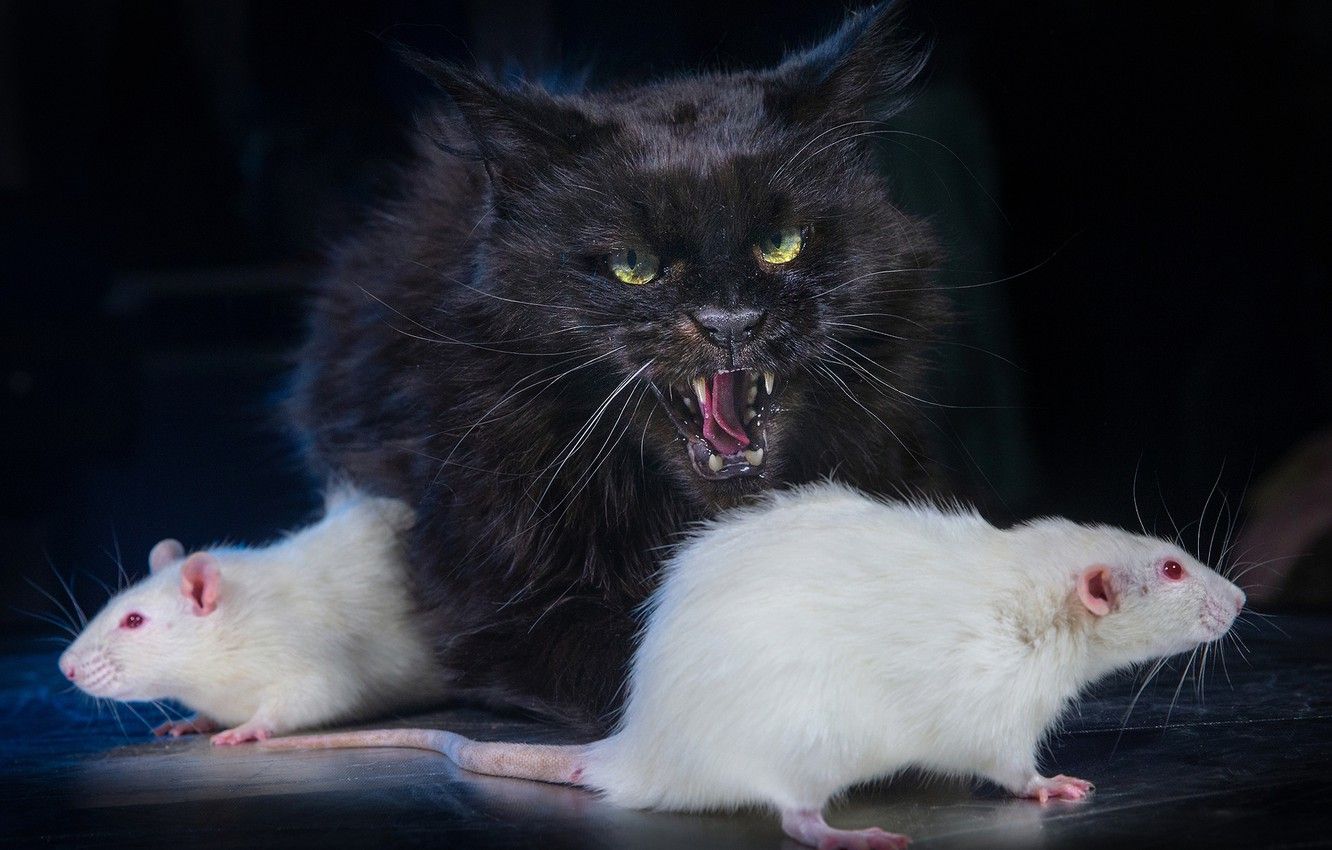Wallpaper cat, the dark background, black cat, rat, white rats, Igor Perfilyev image for desktop, section животные