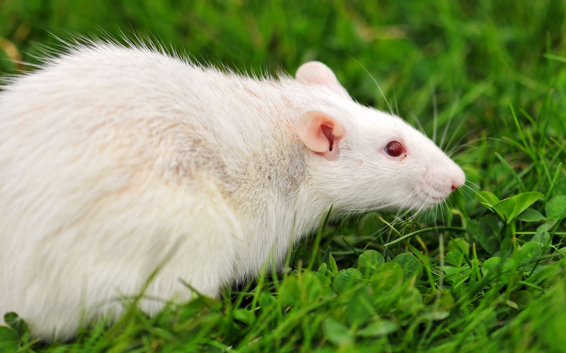 Rat Animal Picture And Wallpaper... /rat Hd Wallpaper/. Pet Rats, Albino Animals, Image