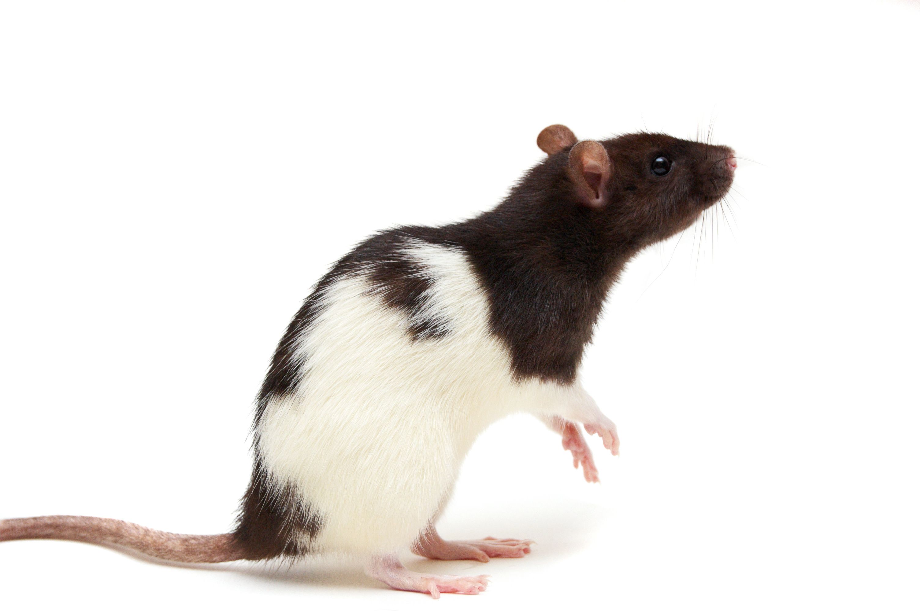 White Rat On Hind Legs Stock Photo  Download Image Now  Rat White Color  White Background  iStock
