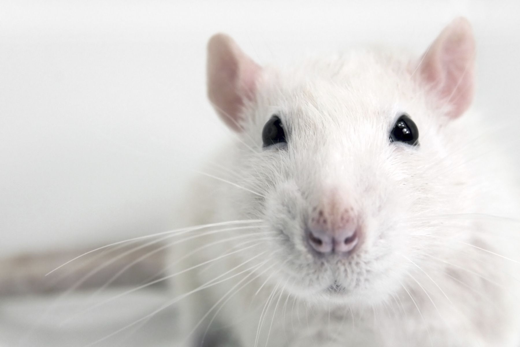 FRONT VIEW_rat. Animal close up, Image, Rats