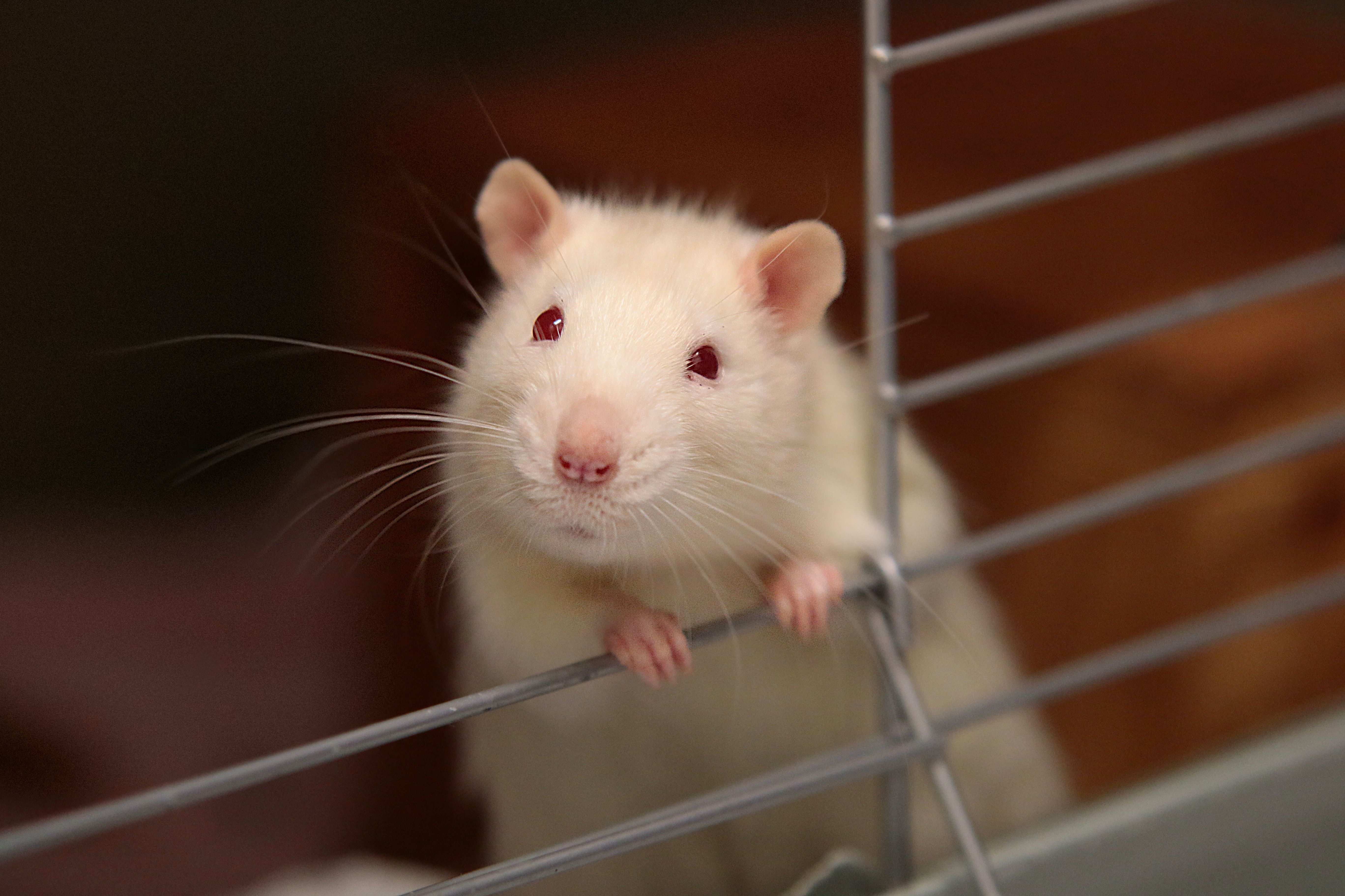 white mouse in cage photo